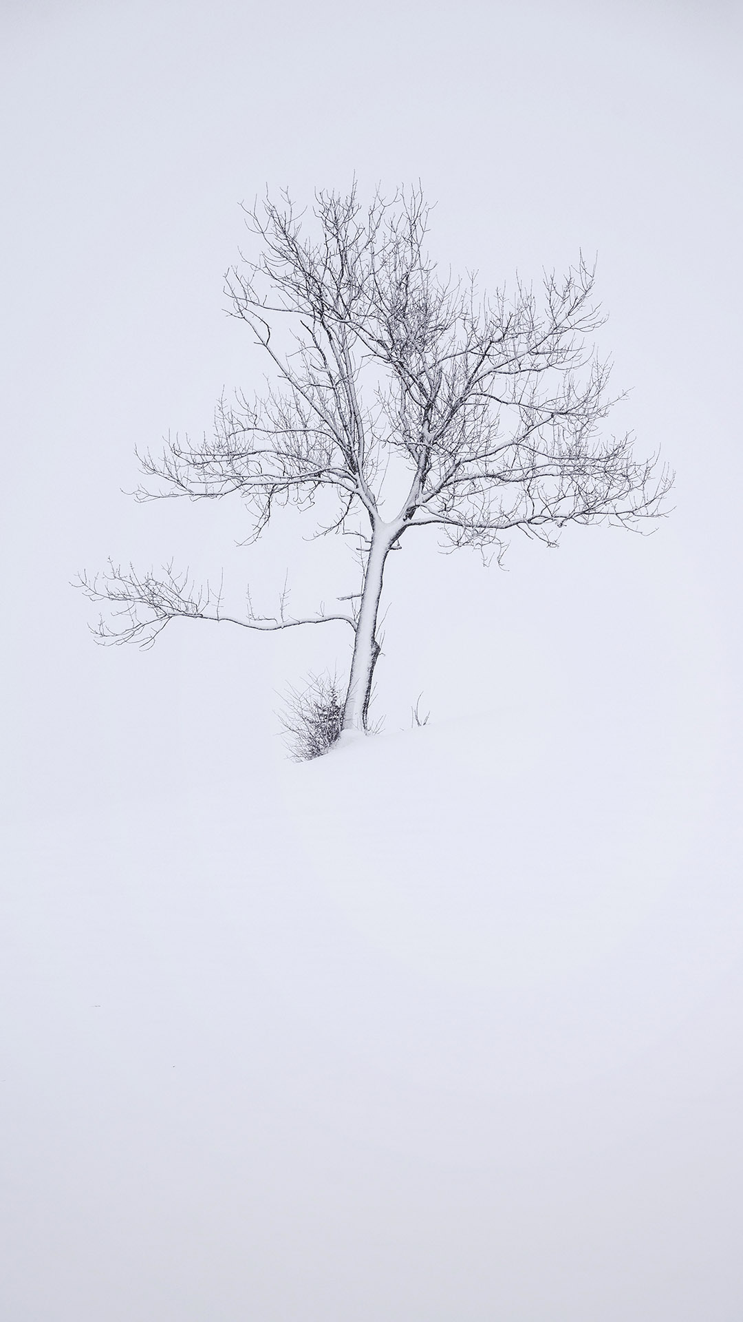 Dreamy Pixel. Free iPhone Wallpaper: Tree covered in snow
