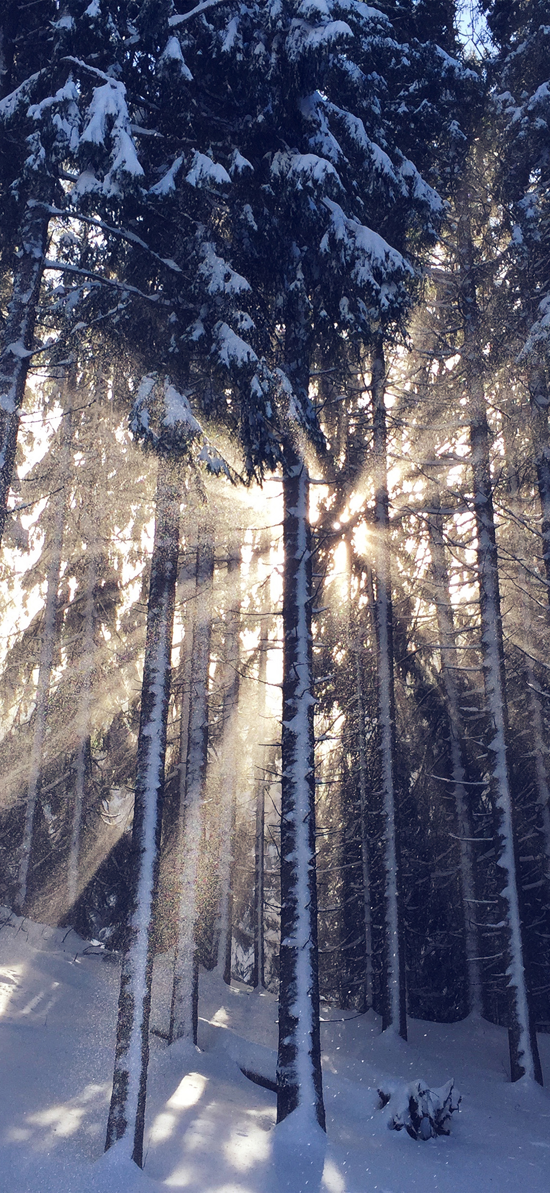 Wood Snow Winter Light Sun Nature