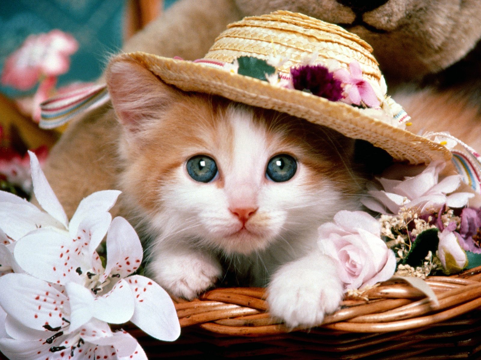 Cat HD Wallpaper and Background