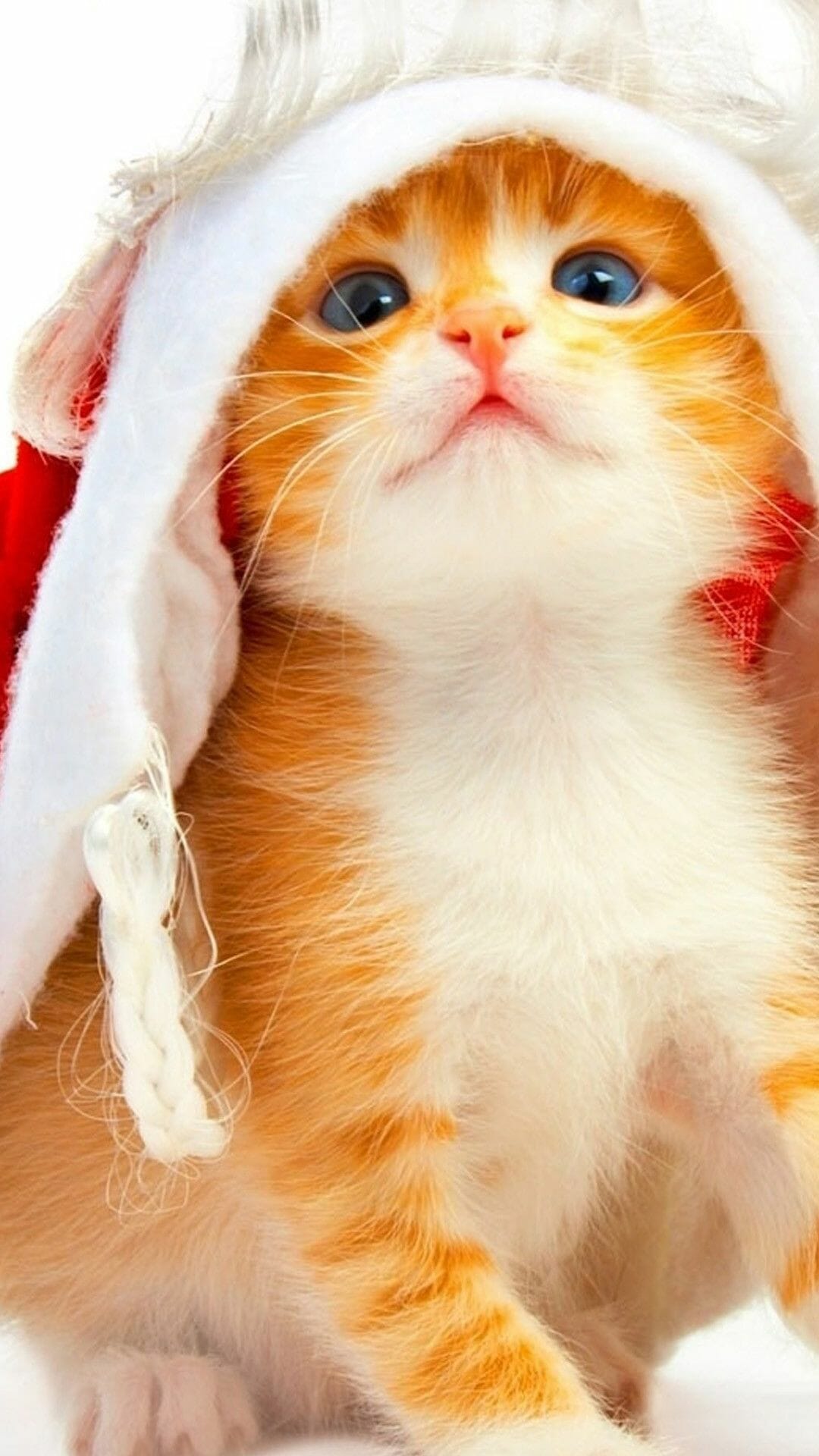 Christmas cat, iPhone, Desktop HD Background / Wallpaper (1080p, 4k) HD Wallpaper (Desktop Background / Android / iPhone) (1080p, 4k) (1080x1920)