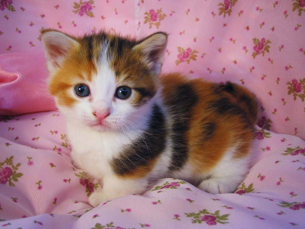 Free download Cute Cats 3 Cute Cats [1024x768] for your Desktop, Mobile & Tablet. Explore Adorable Kitten Wallpaper. Cute Kittens Wallpaper, Cute Kittens Wallpaper for Desktops, Cute Cats Wallpaper Free Download