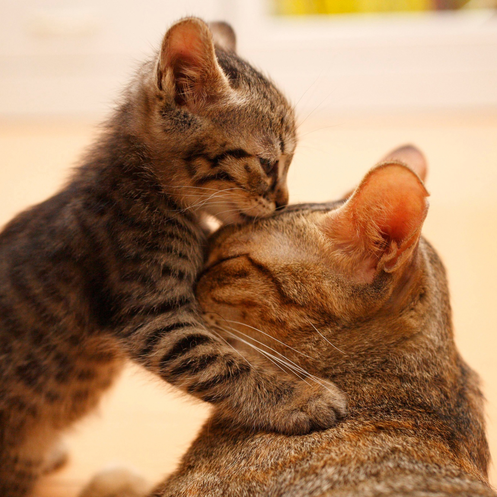 Love Cat Retina Wallpaper for iPhone 11, Pro Max, X, 8, 7, 6