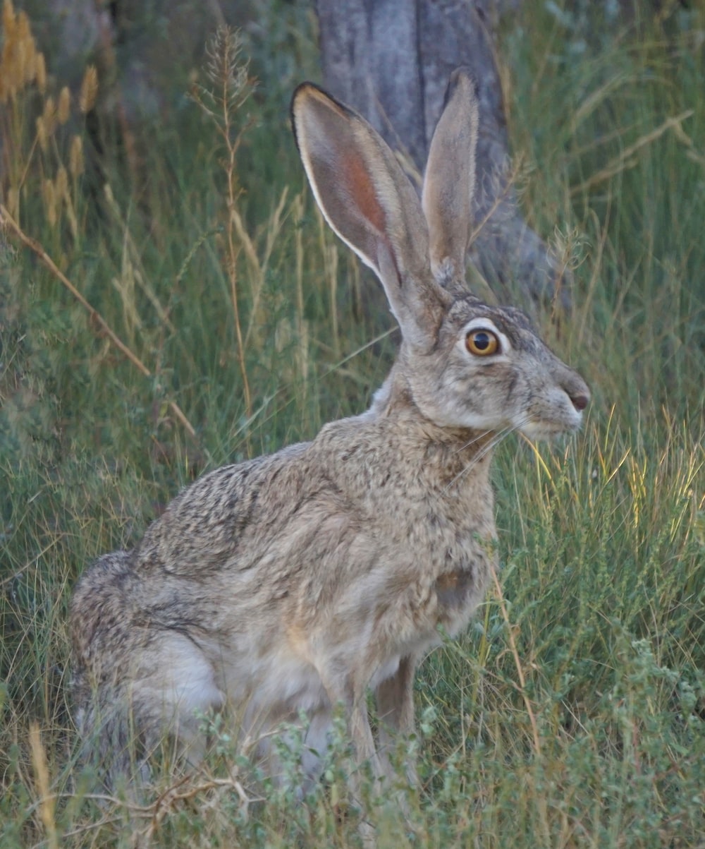 Jackrabbit Picture. Download Free Image