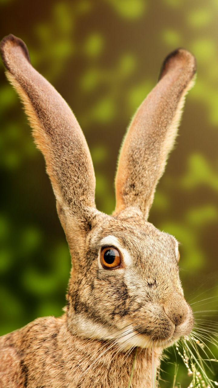 Hare rabbit animal, 720x1280 wallpaper. Animal wallpaper, Animals, Rabbit