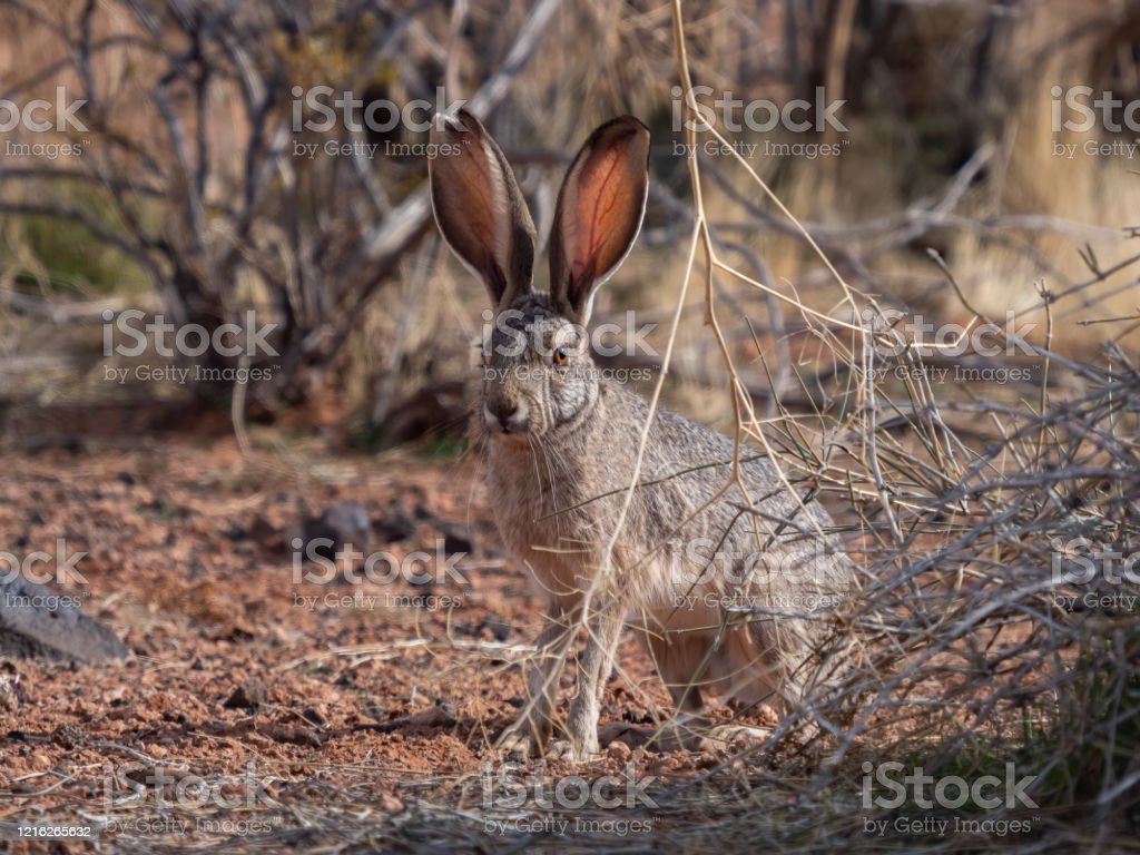 Whitetailed Jack Rabbit Image Now, Horizontal, Montana
