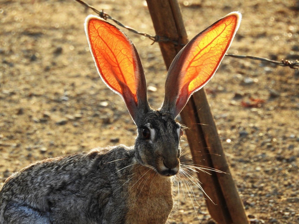 Photos of Antelope Jackrabbit (Lepus alleni) · iNaturalist