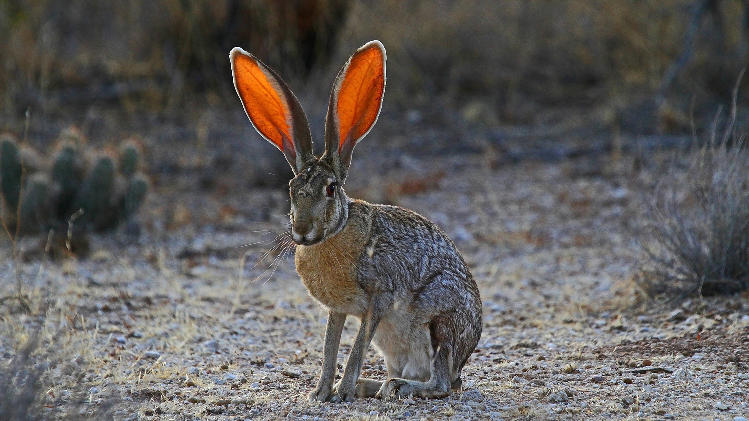 Giant Jack Rabbit Sitting HD Wallpaperx1440 resolution wallpaper