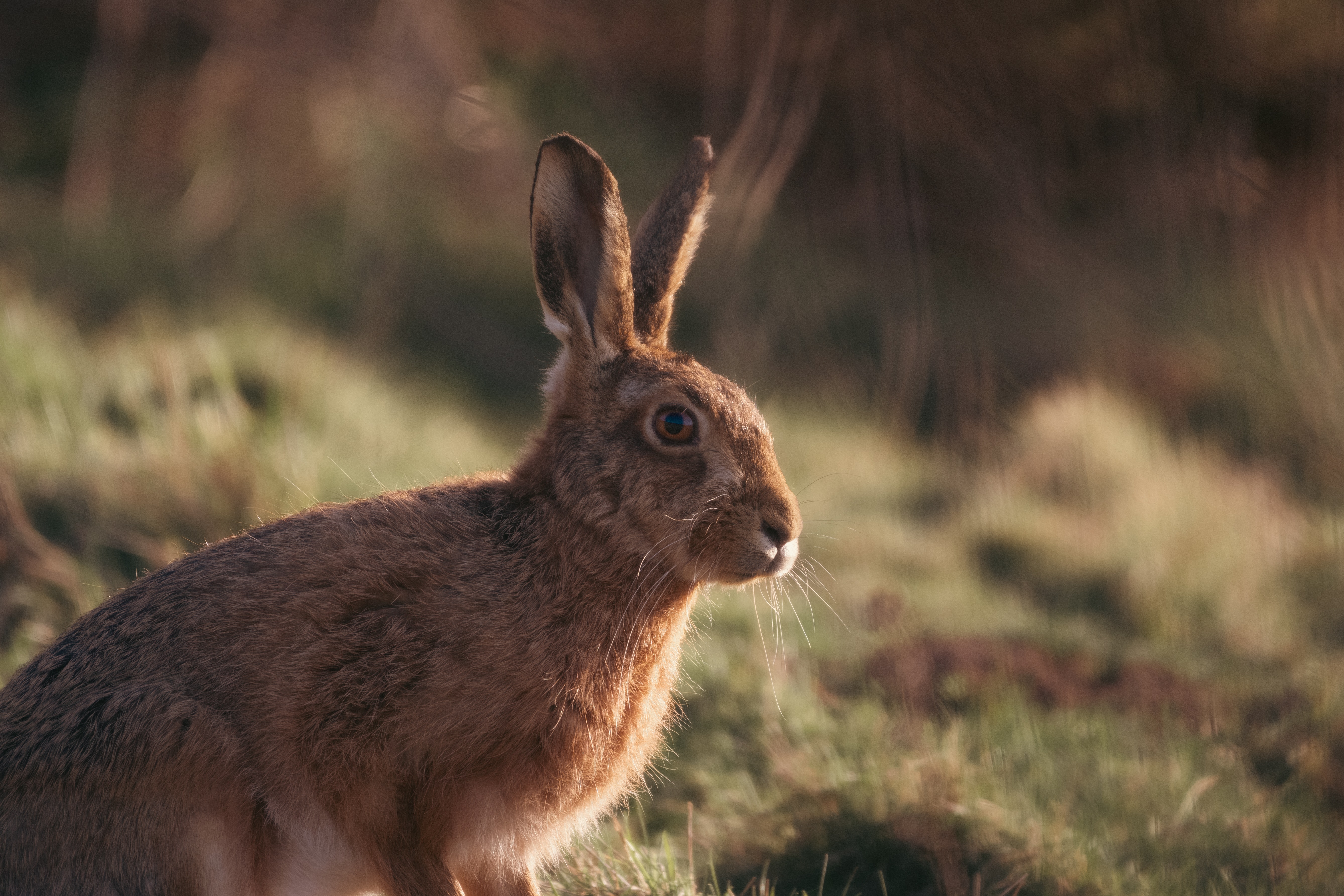 Jackrabbit Photo, Download Free Jackrabbit & HD Image