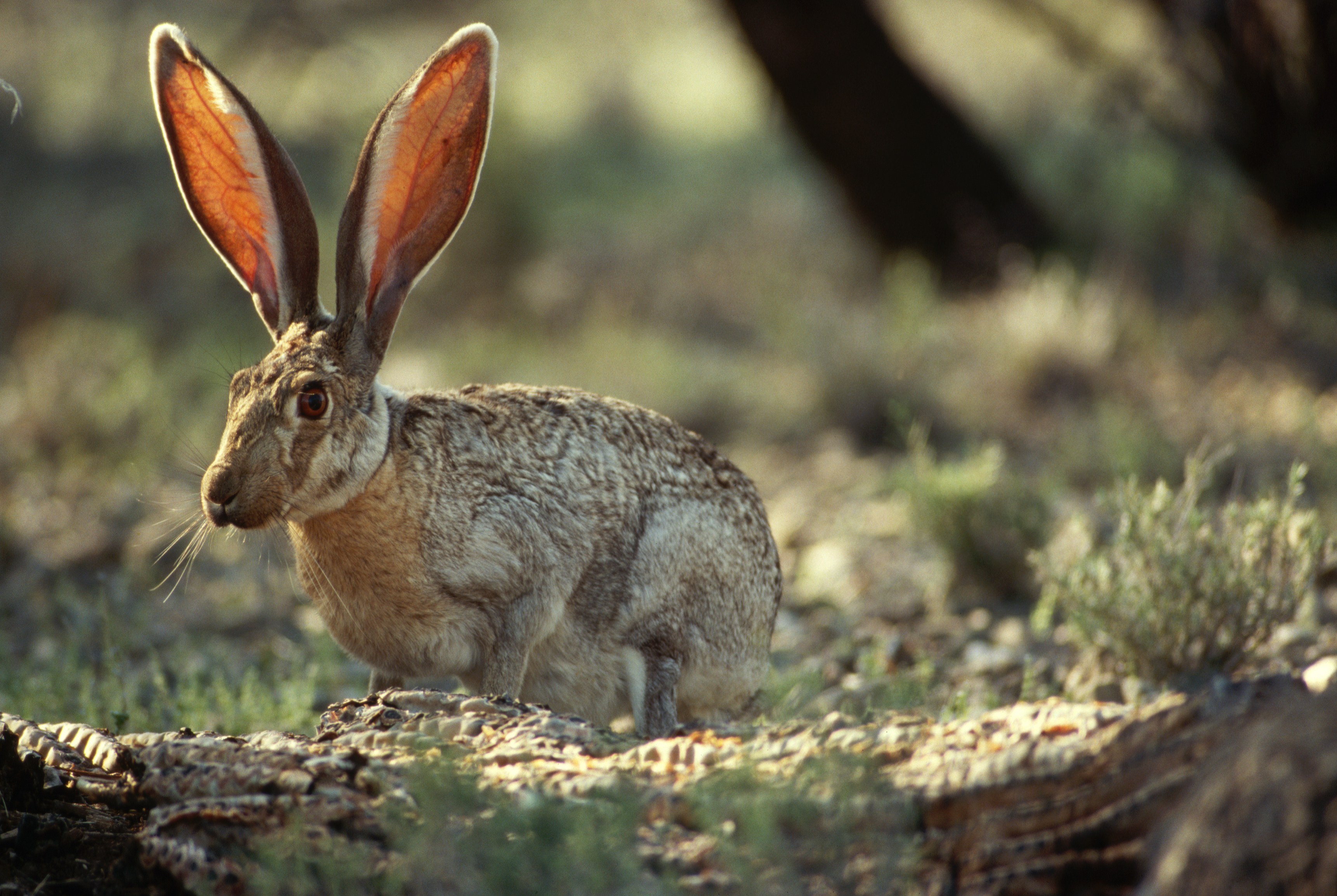 Lethal and highly contagious disease that strikes rabbits is detected in Palm Springs