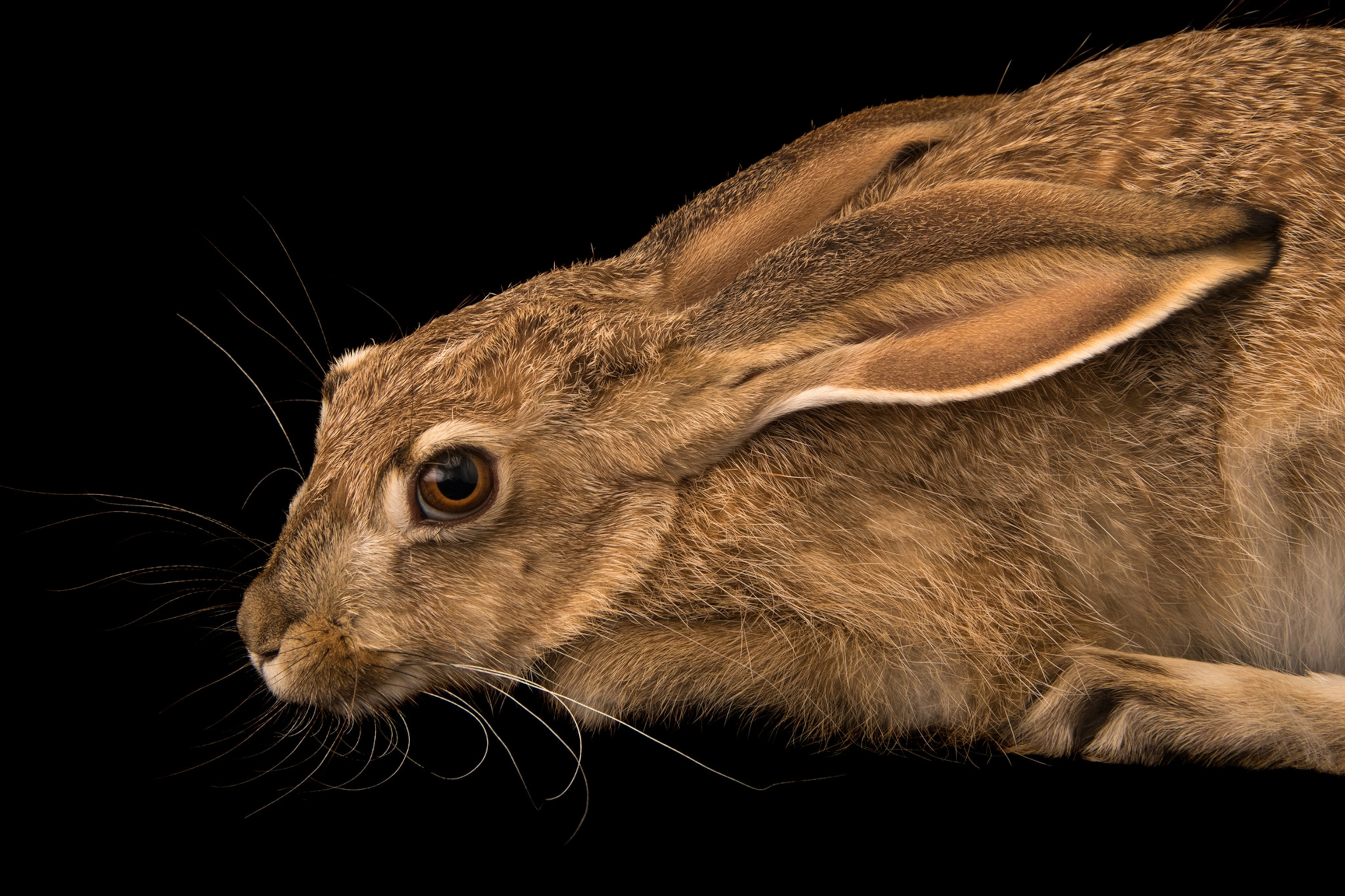 Black Tailed Jackrabbit