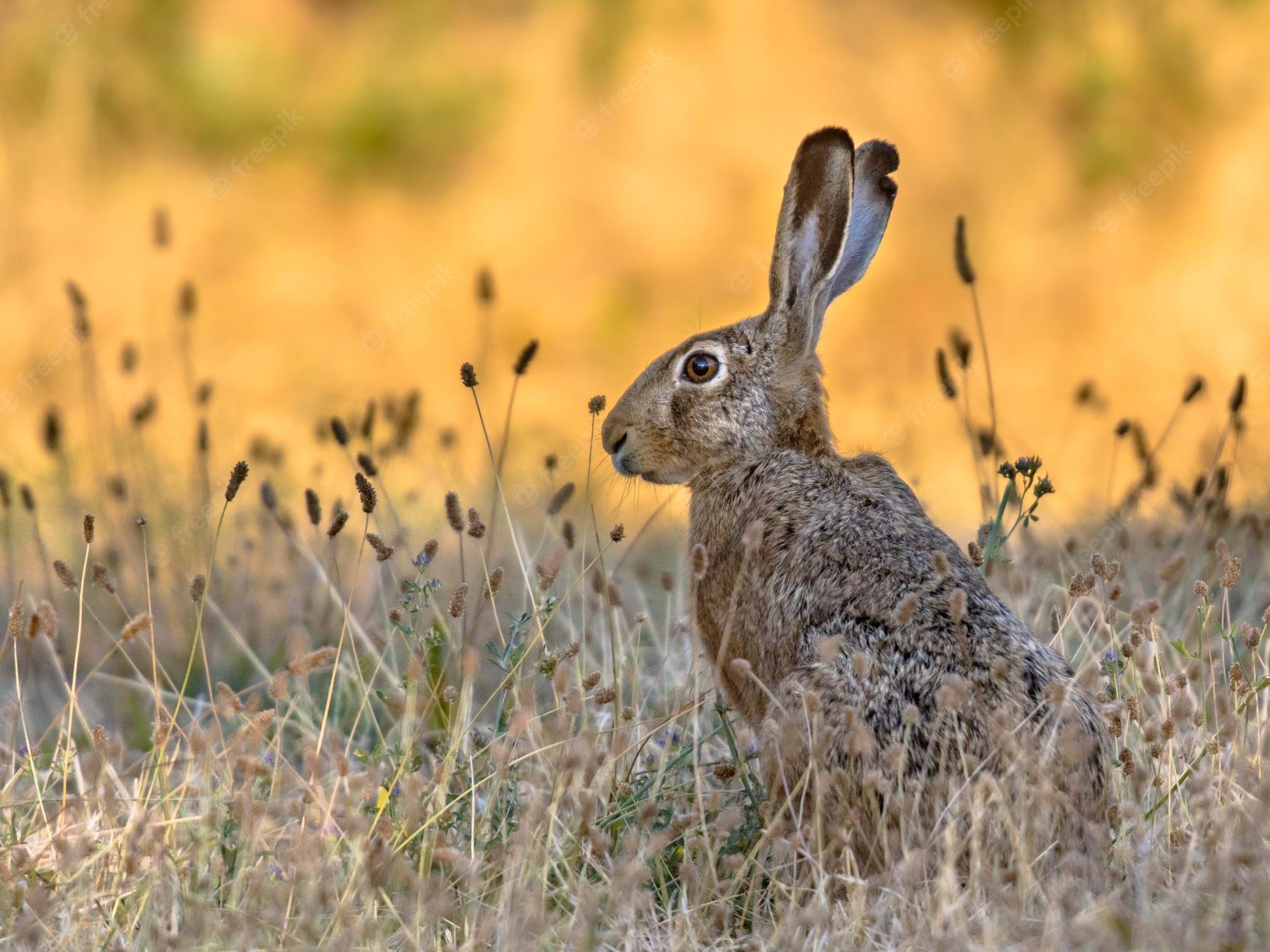 Jackrabbit Image. Free Vectors, & PSD