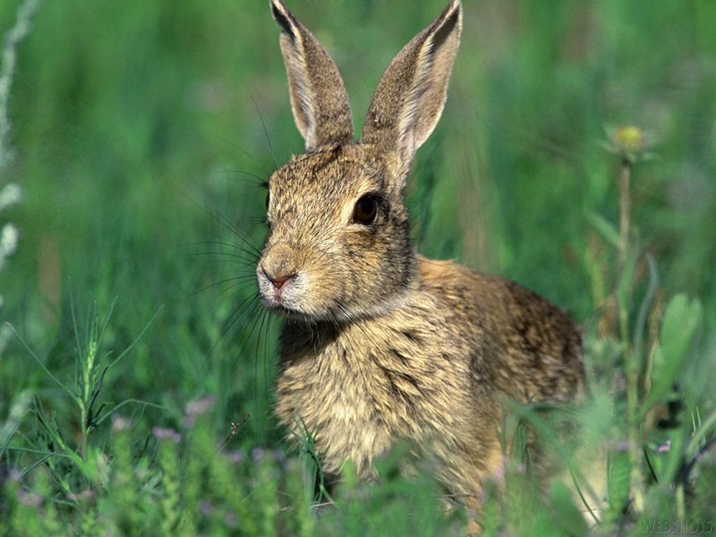 Bunny Rabbits Wallpaper: Bunny Wallpaper. Animals, Rabbit picture, Wild animals picture