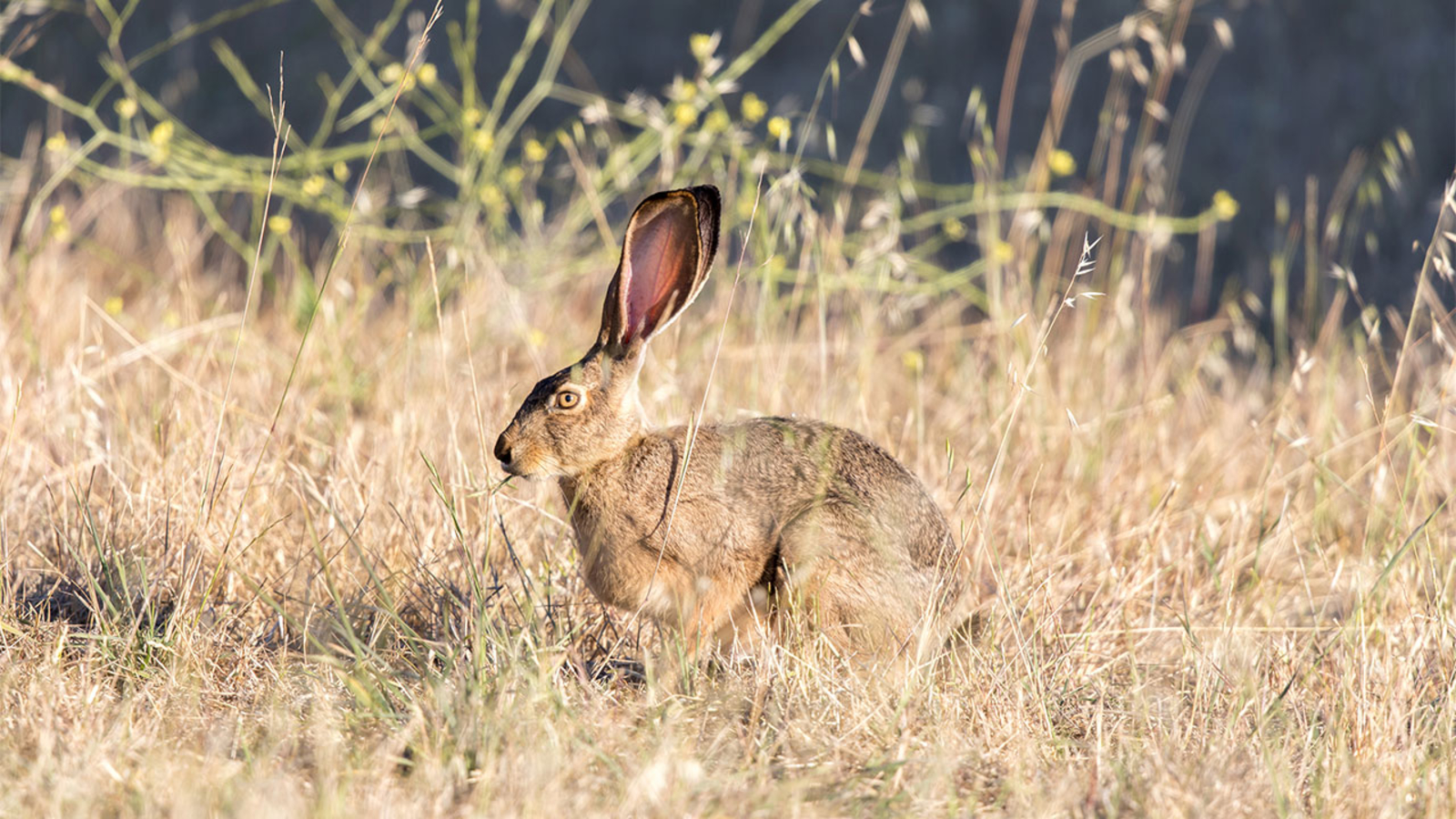 Rabbit Hemorrhagic Disease virus type 2 found in California for first time