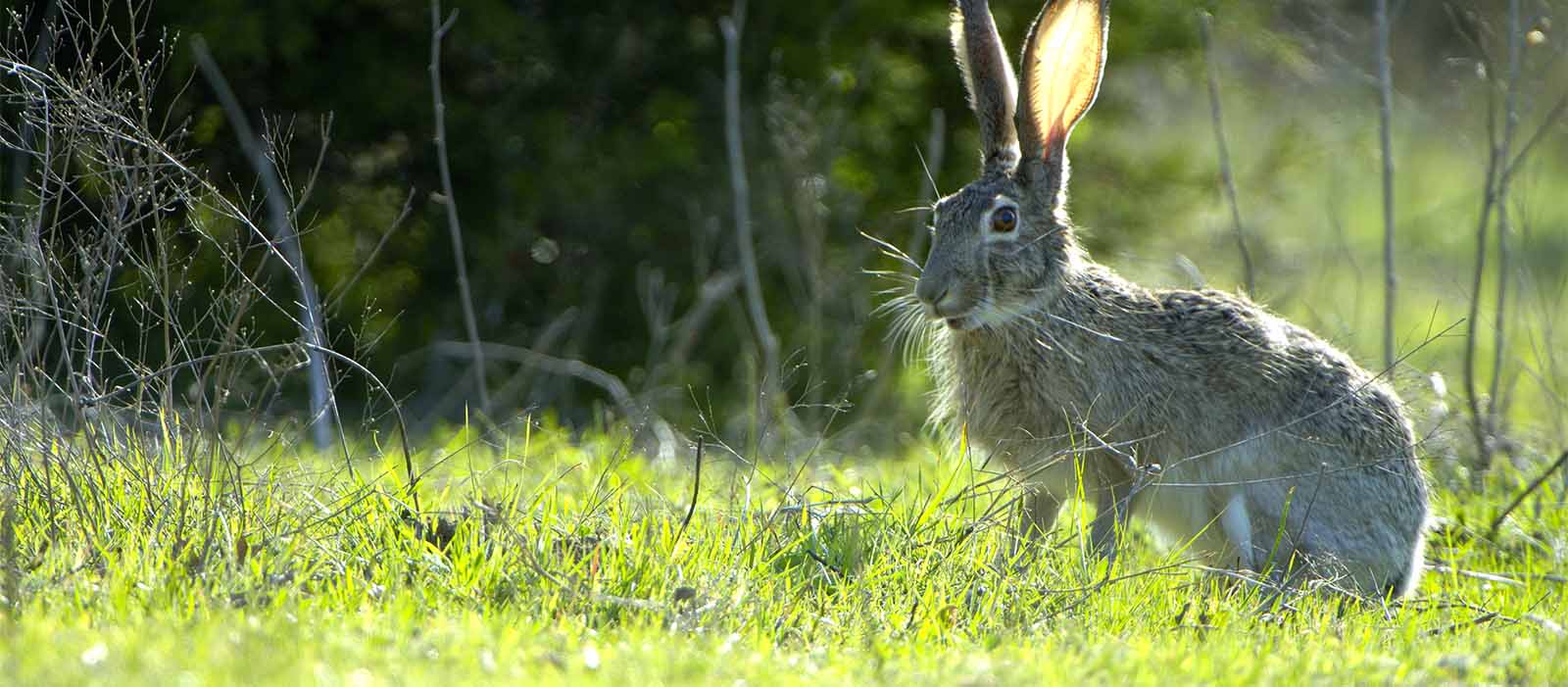 Black Tailed Jackrabbit Rim Wildlife Center