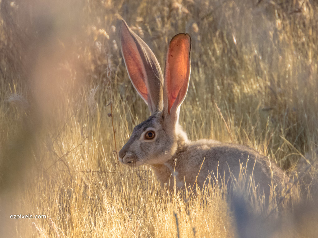 Photos Of Black Tailed Jackrabbit (Lepus Californicus) · INaturalist