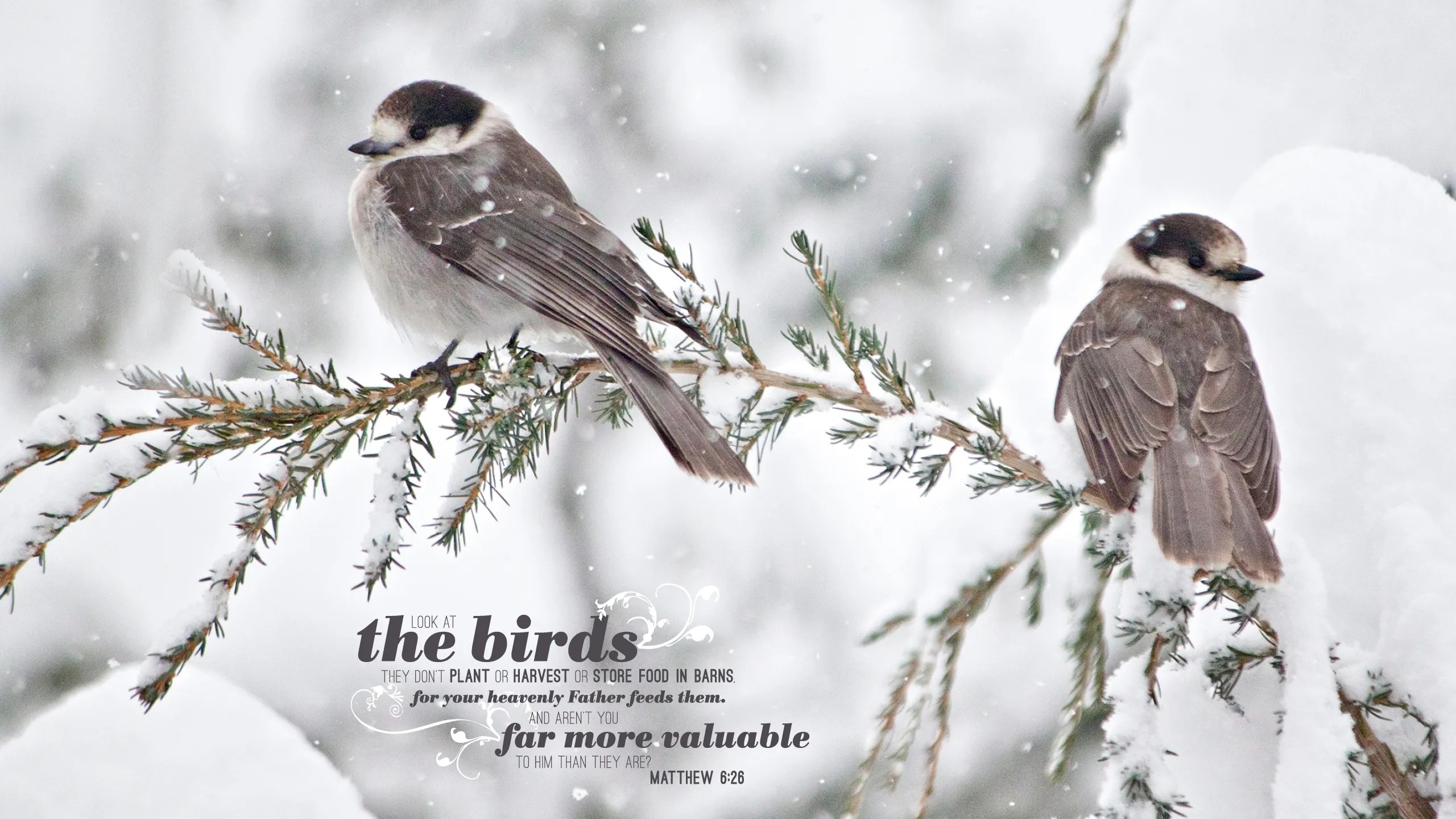 Desktop Wallpaper: Birds in Winter