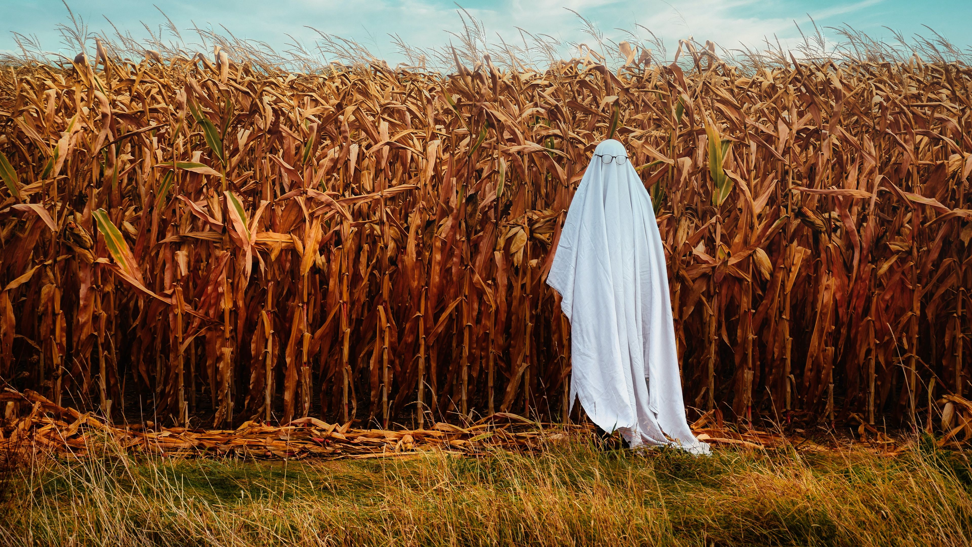 Download wallpaper 3840x2160 ghost, glasses, sheet, field, corn, funny 4k uhd 16:9 HD background