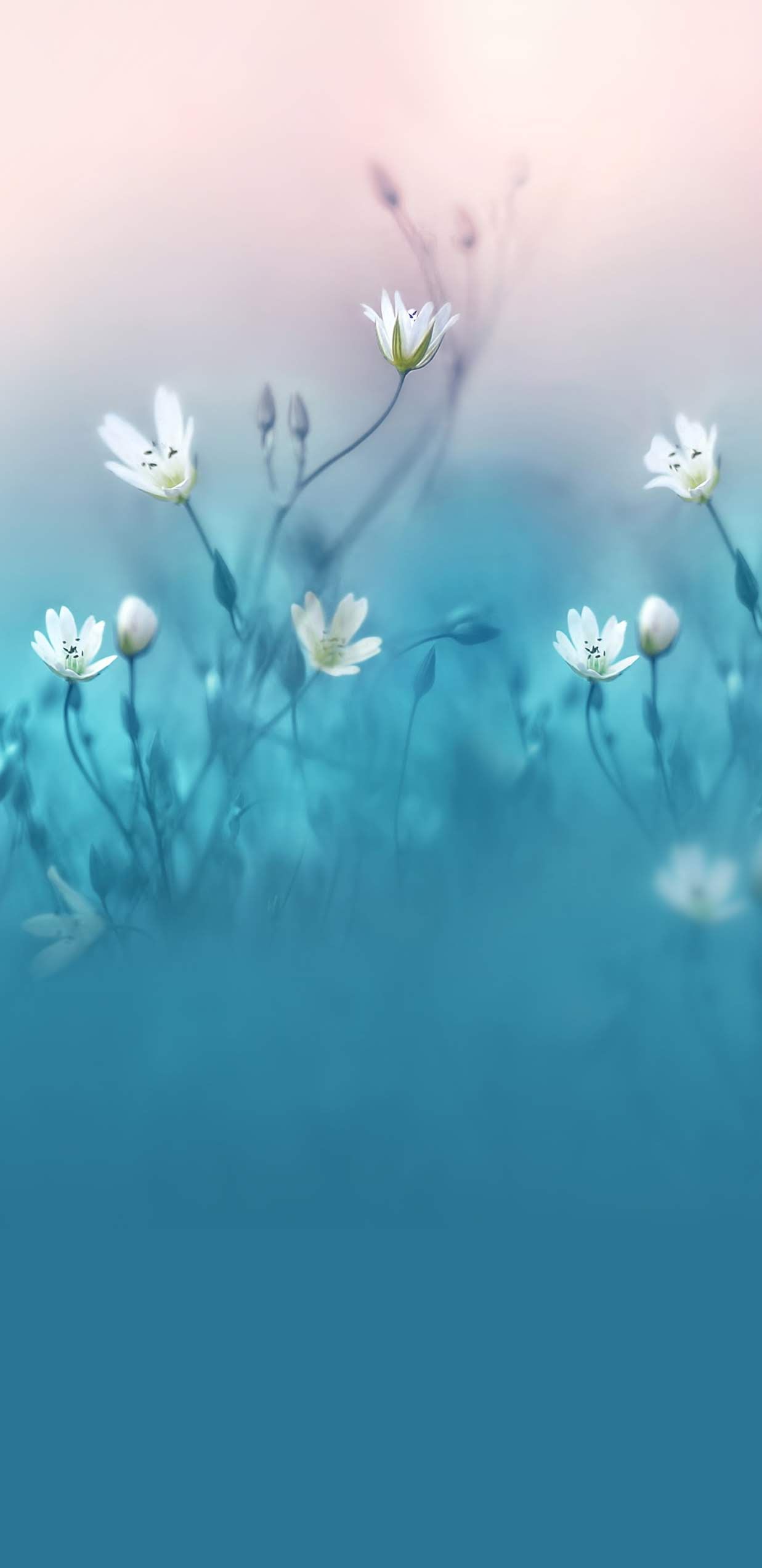 Samsung S9 Flowers Wallpaper Free Samsung S9 Flowers Background