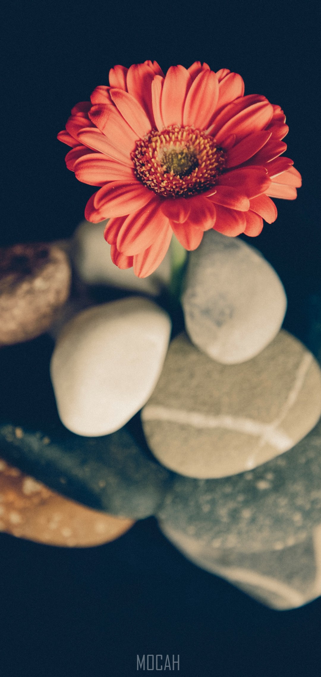 a single red aster flower on large pebbles, beautiful flower on pebbles, Samsung Galaxy A40 screensaver hd, 1080x2280 Gallery HD Wallpaper