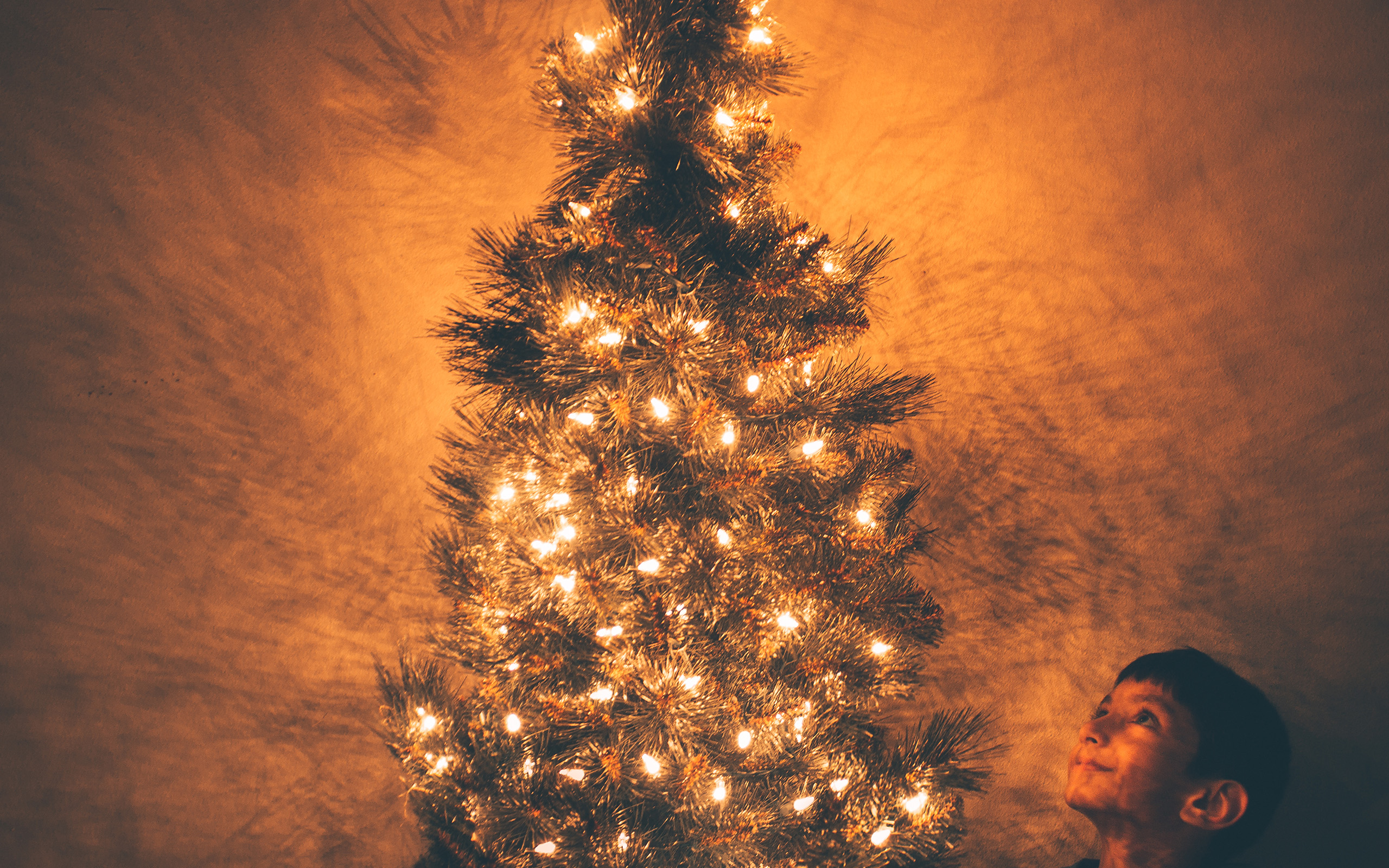 wallpaper for desktop, laptop. christmas tree light holiday tree nature