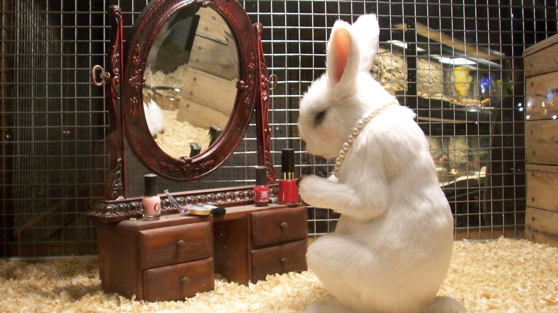 Funny Bunnies Wallpapers - Wallpaper Cave