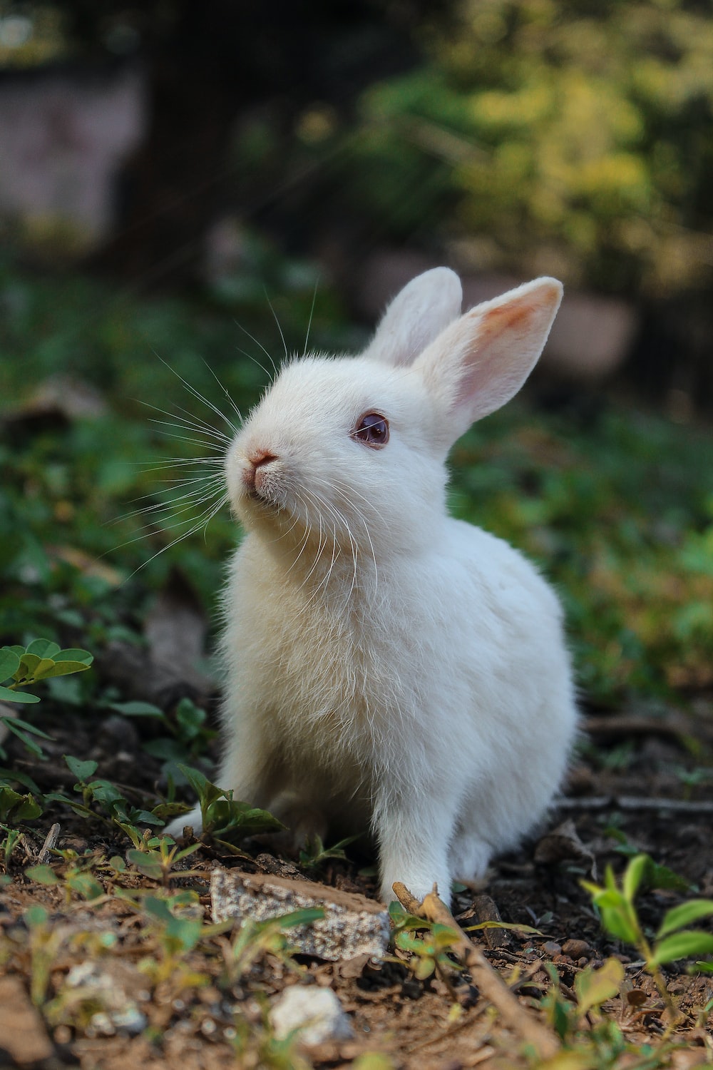 Funny Bunnies Wallpapers - Wallpaper Cave
