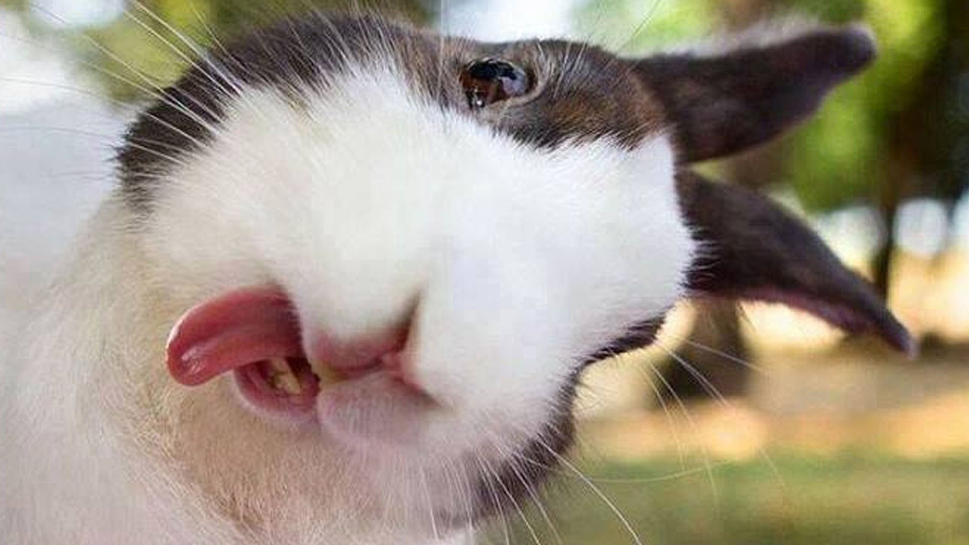 Funny Bunnies Wallpapers - Wallpaper Cave