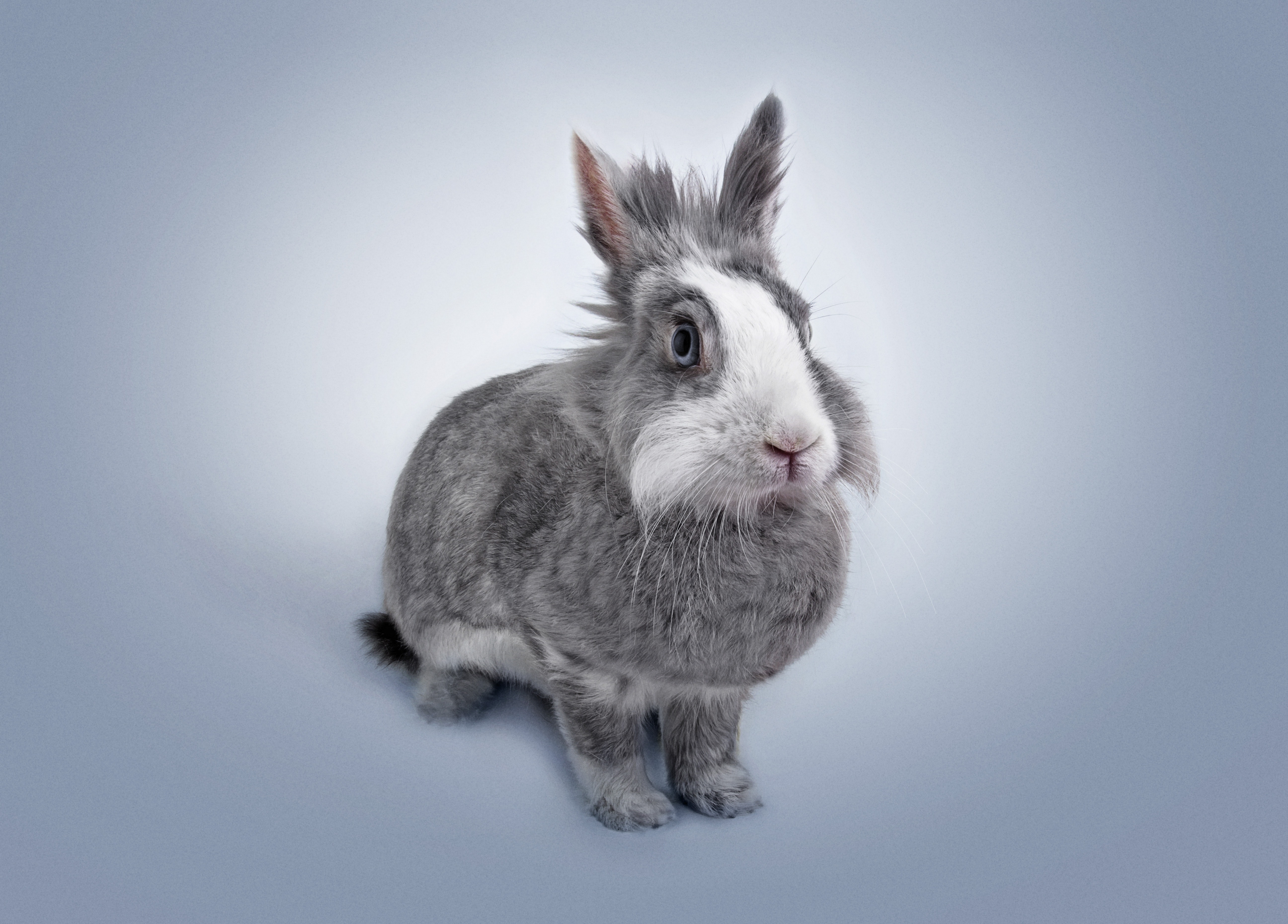 Funny Bunnies Wallpapers - Wallpaper Cave