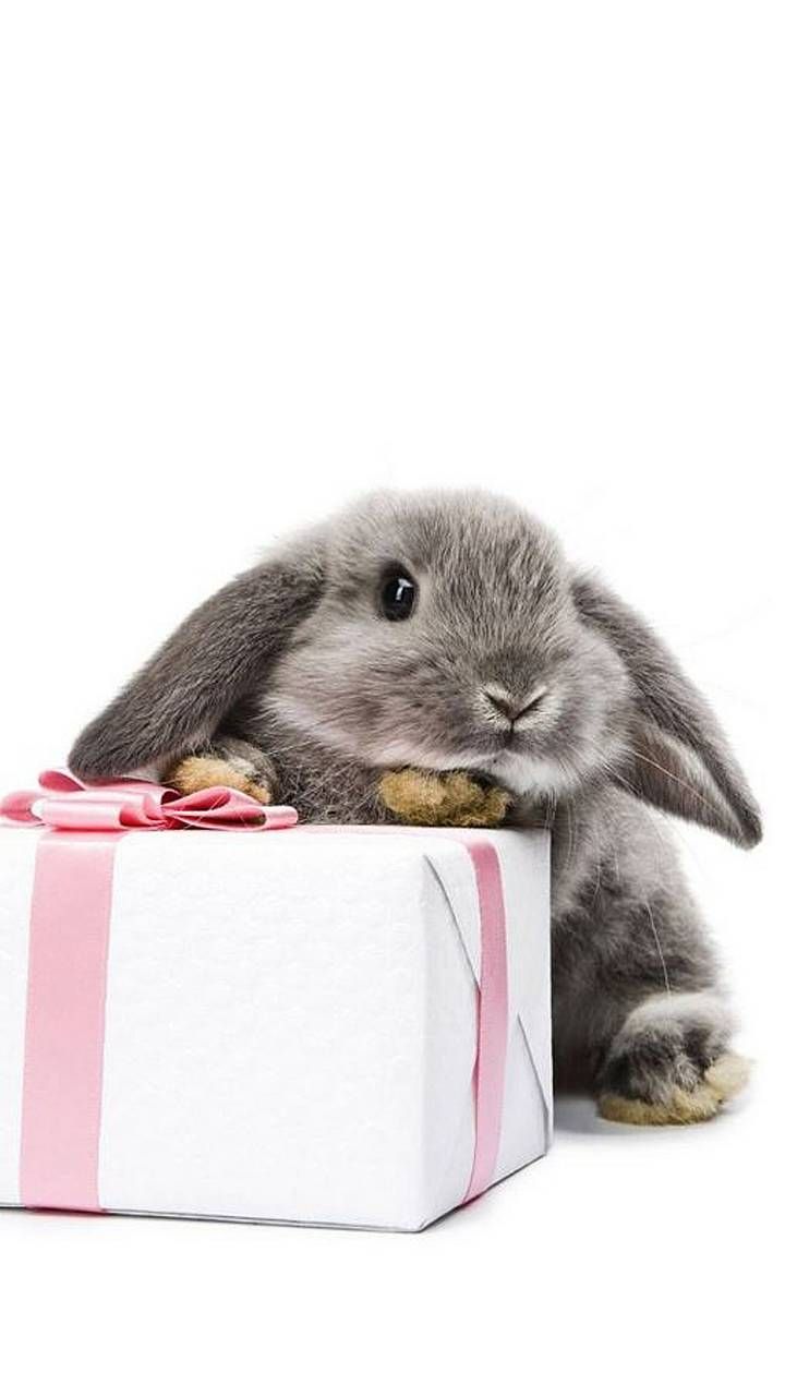 Funny Bunnies Wallpapers - Wallpaper Cave