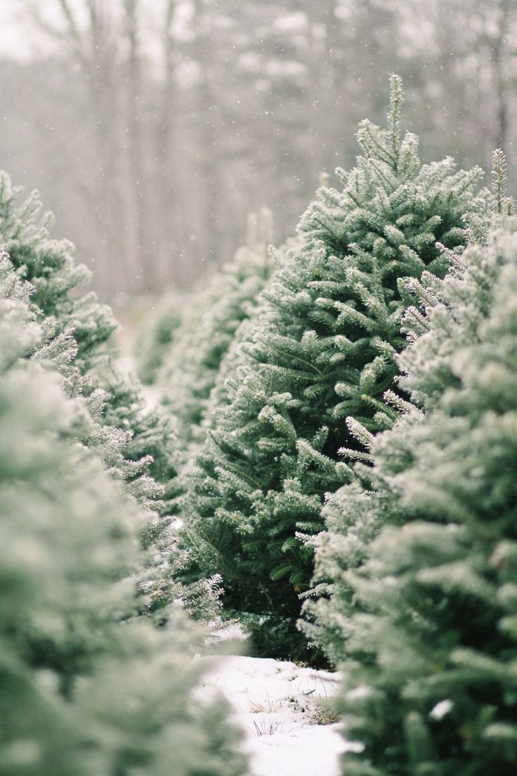 Gardening 101: Fir Tree. Christmas tree farm, Christmas tree wallpaper, Christmas tree photography