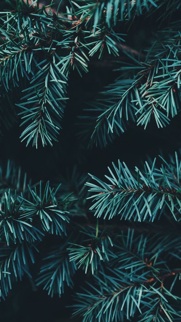 Forest Green Christmas Wallpapers - Wallpaper Cave