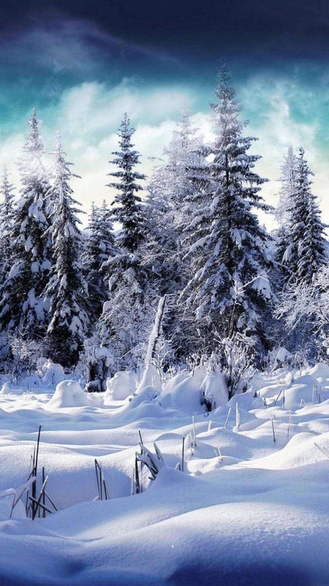 Download Winter Pine Trees Phone Wallpaper
