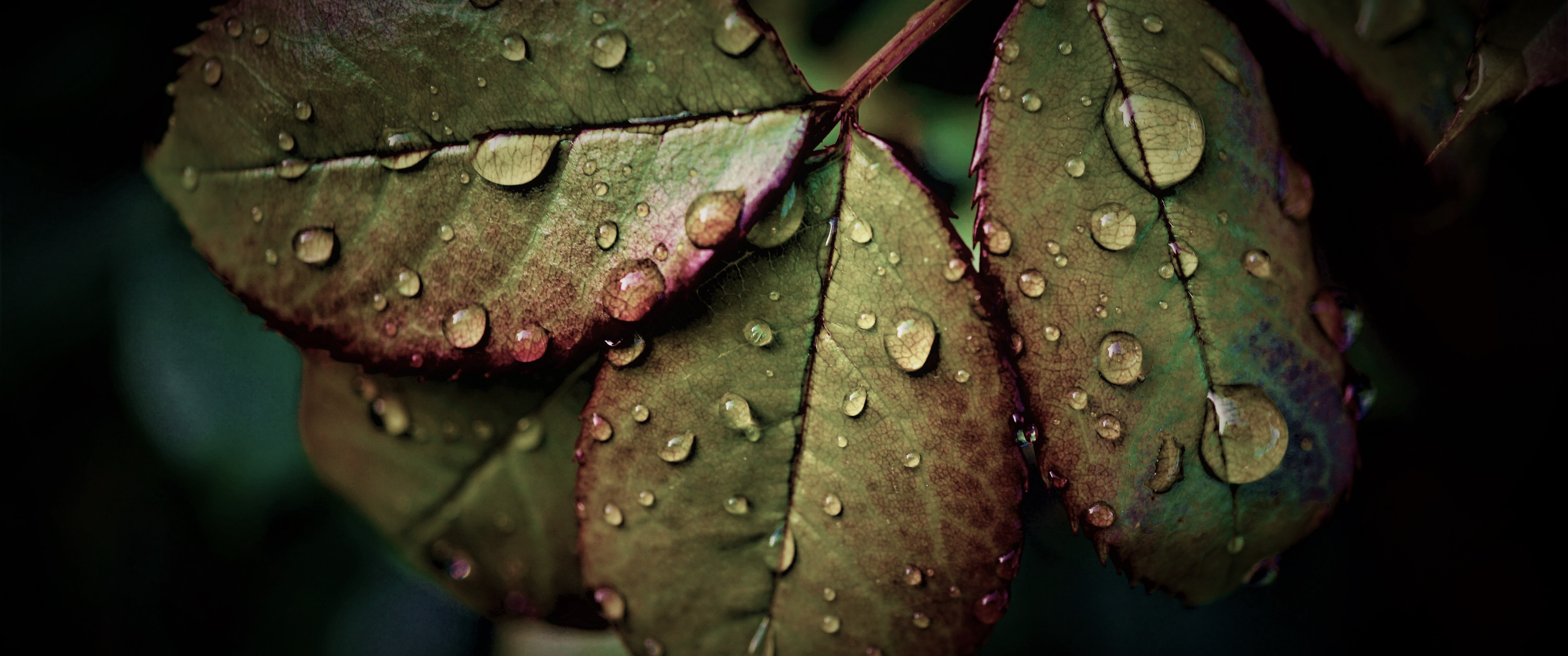 Wet Leaves Wallpaper 4K, Rainy Weather, Nature