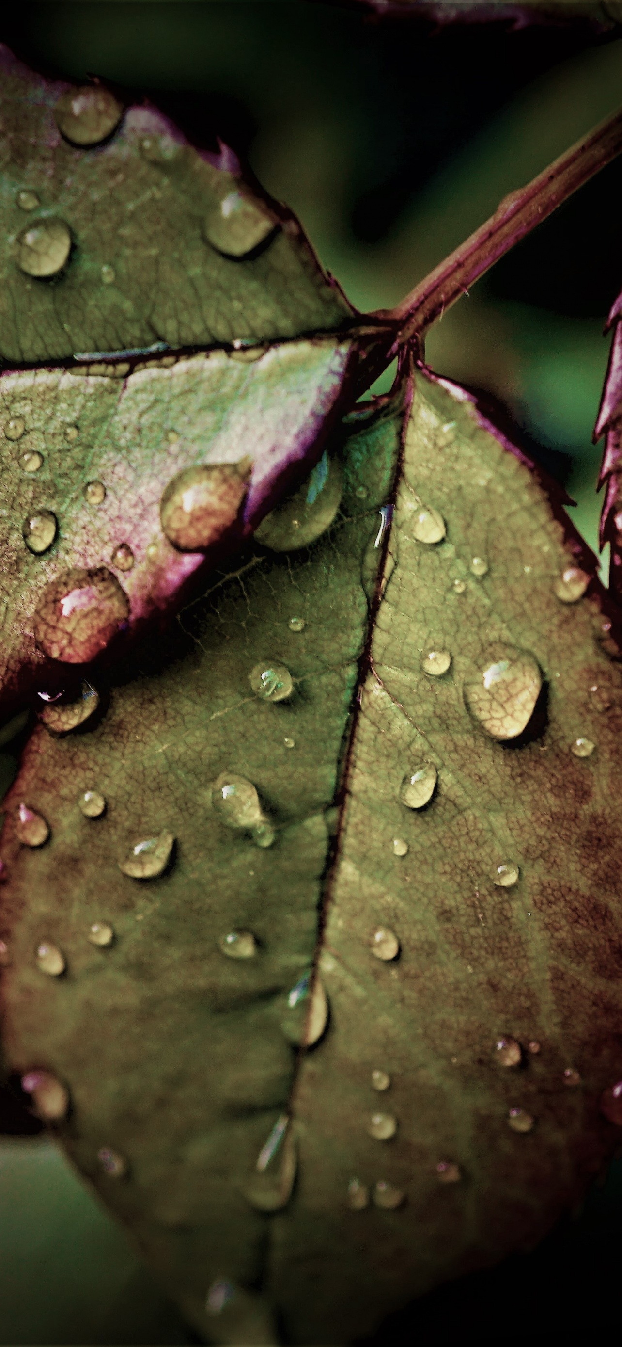 Wet Leaves Wallpaper 4K, Rainy Weather