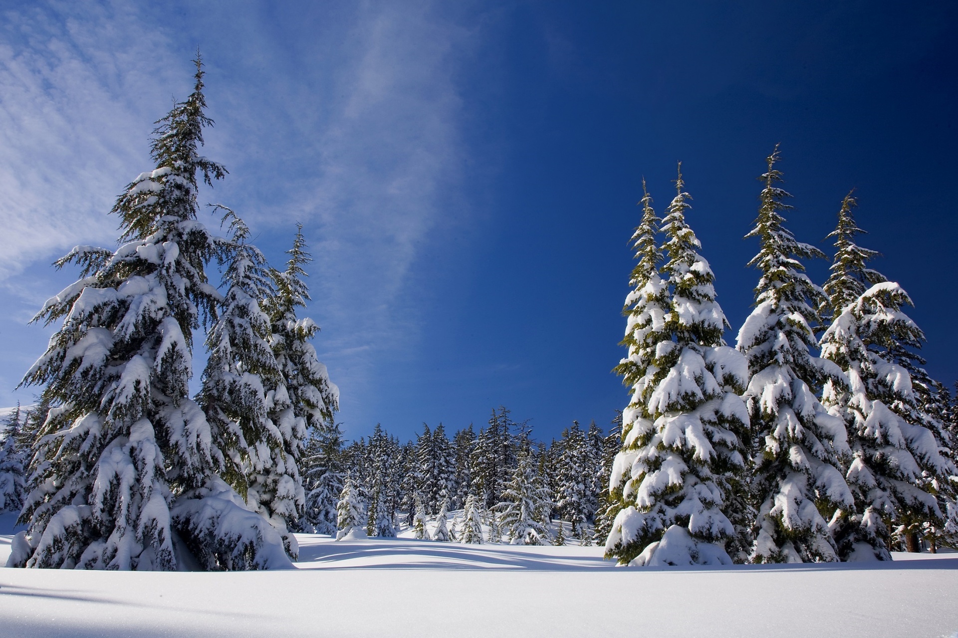Download free photo of Scenic, snow, winter, trees, landscape