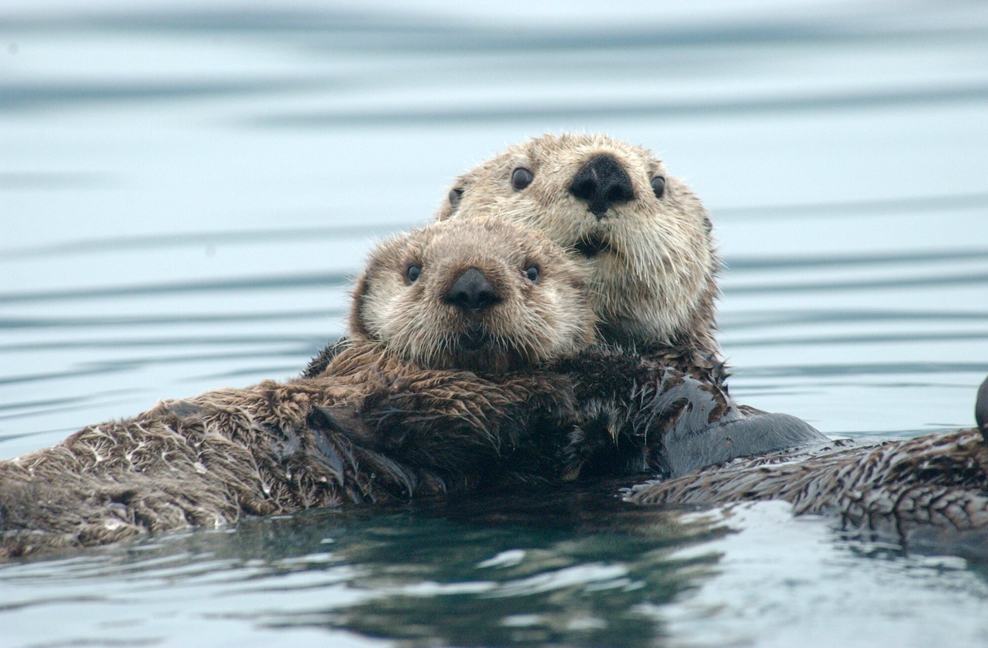 Sea Otter Art Wallpapers - Wallpaper Cave