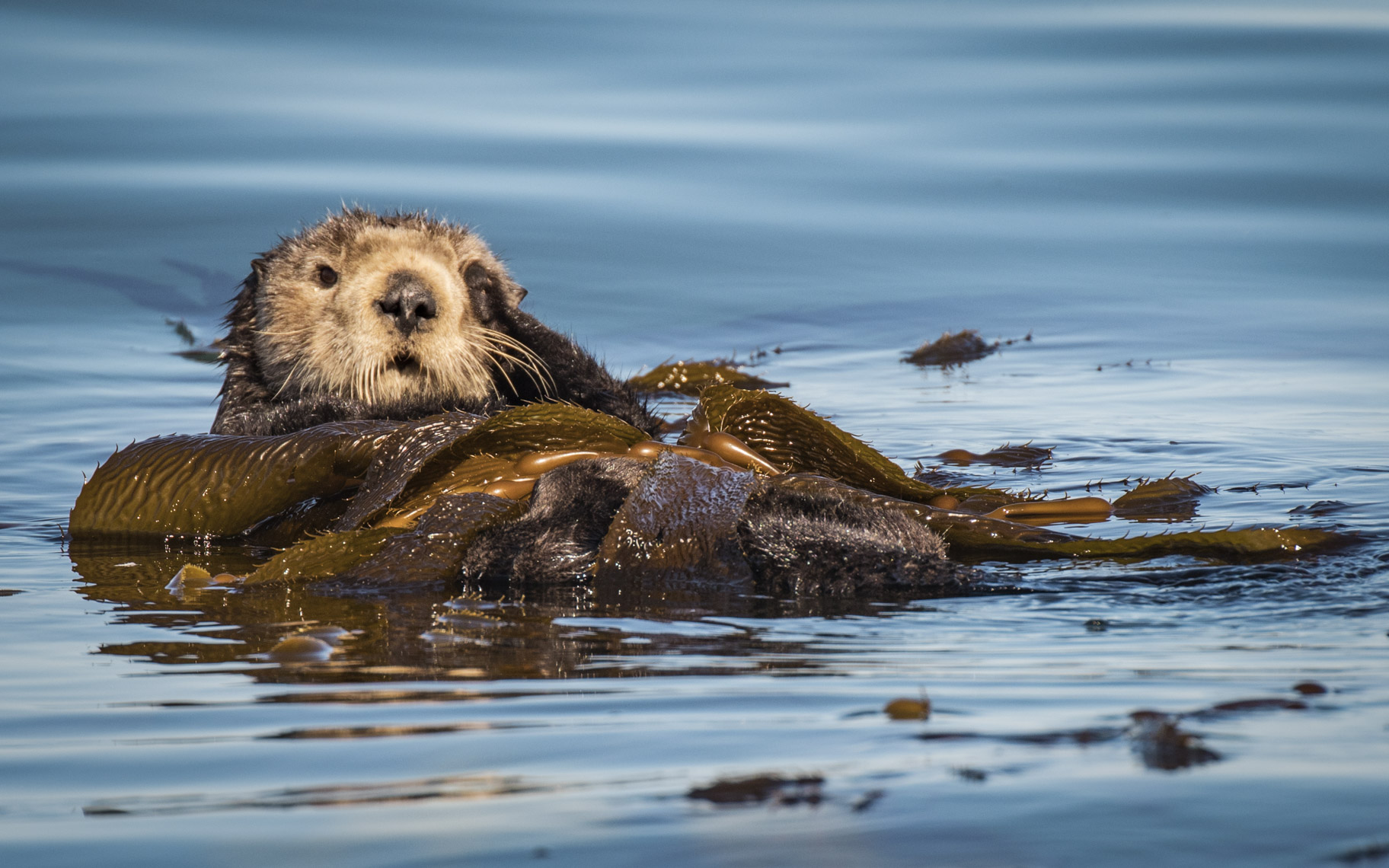 Sea Otter portrait 2