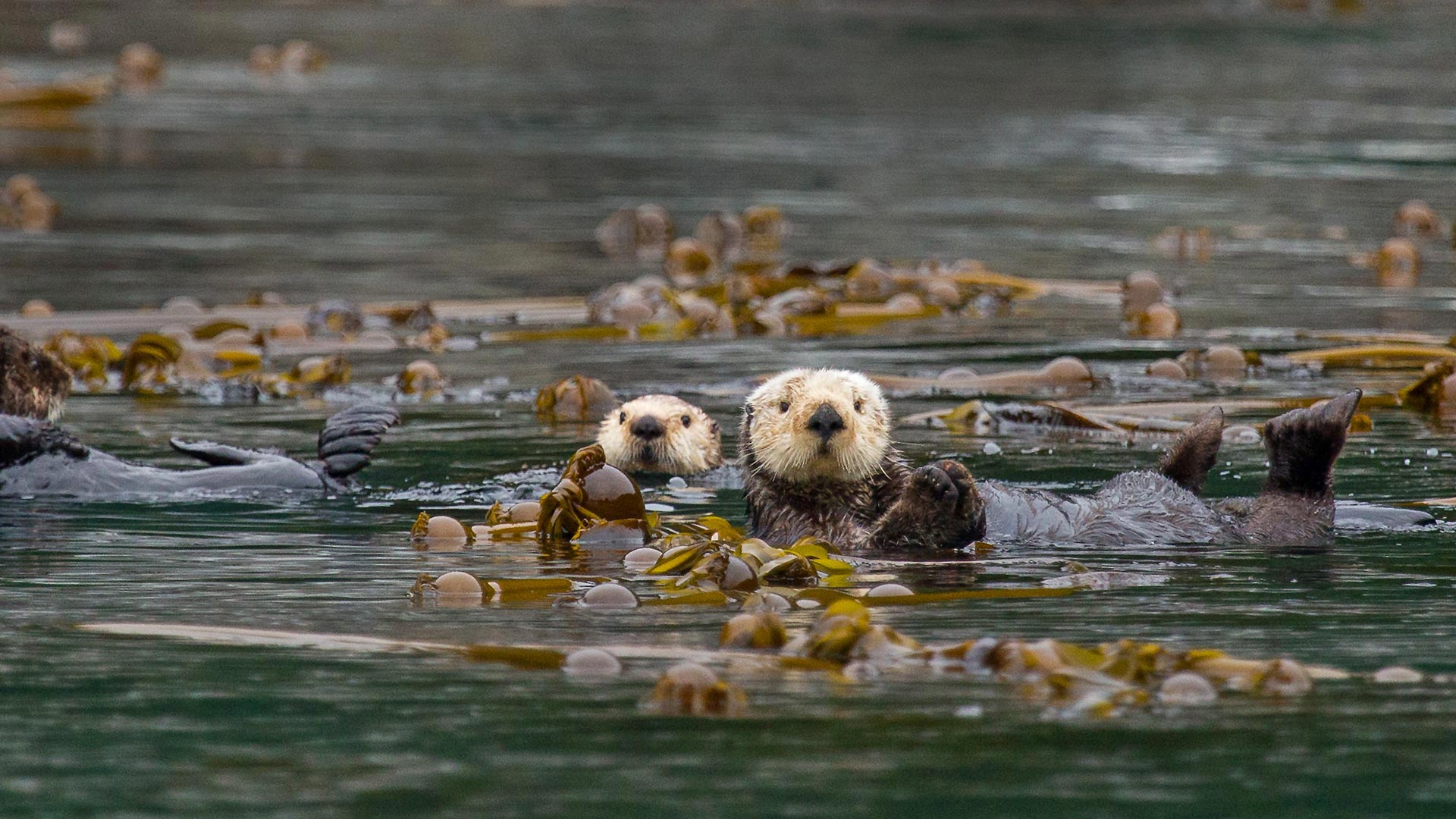 Sea otters in Alaska's Inside Passage