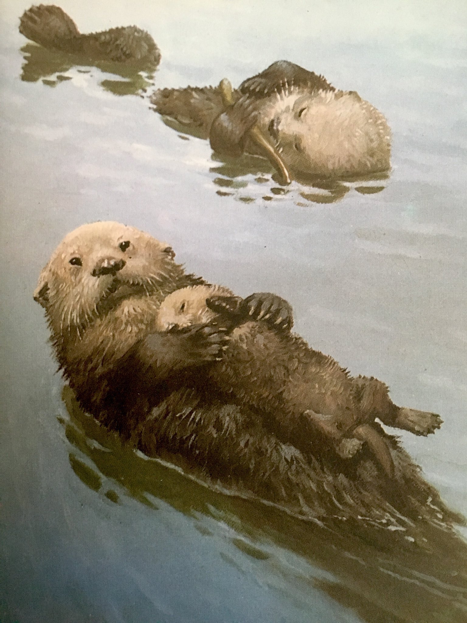 Helen Day Otters #JohnLeighPemberton