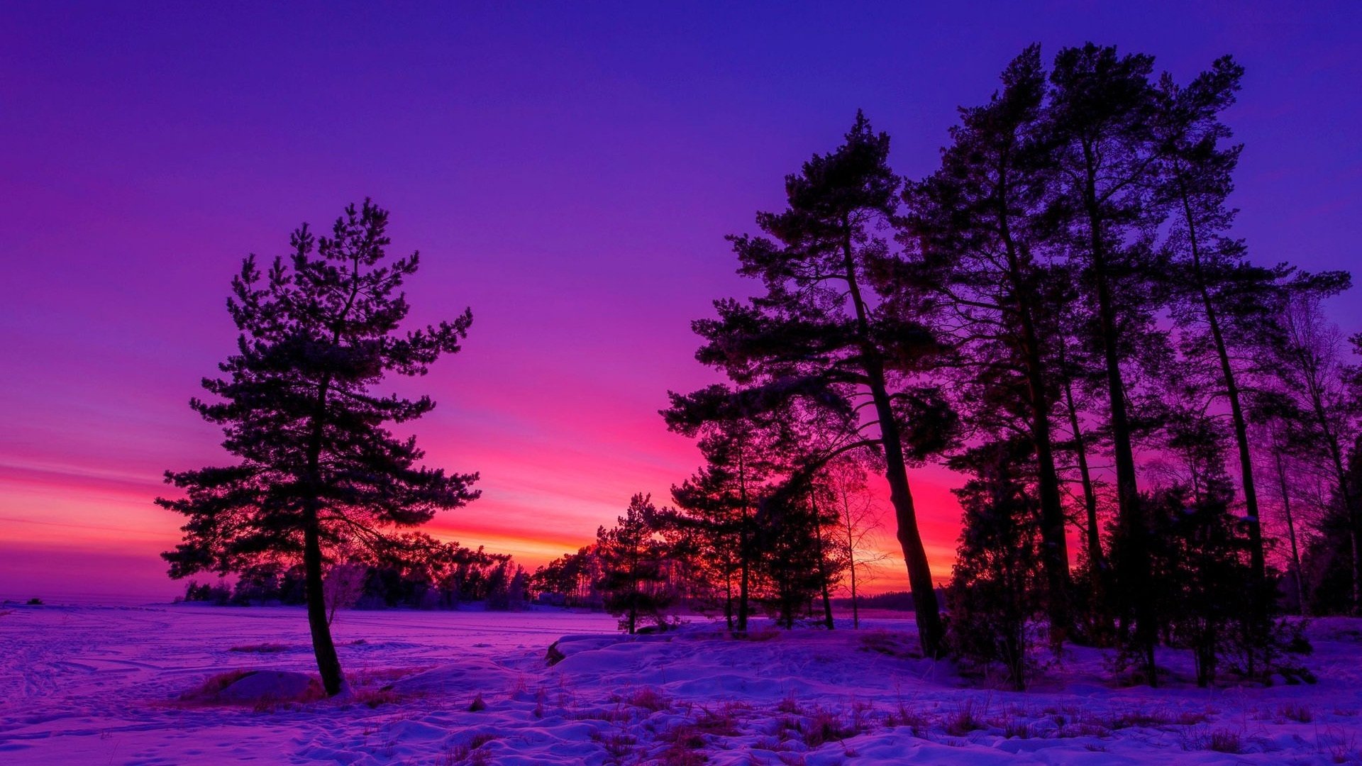 Nature Purple Sky Snow Sunset Tree Winter HD WALLPAPER