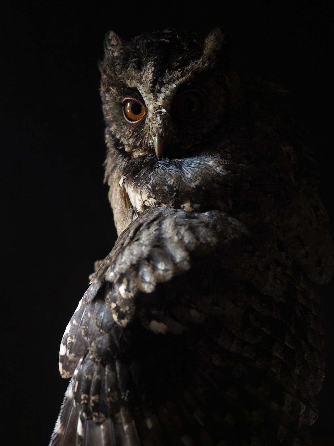 Owl Wallpaper: Free HD Download [HQ]