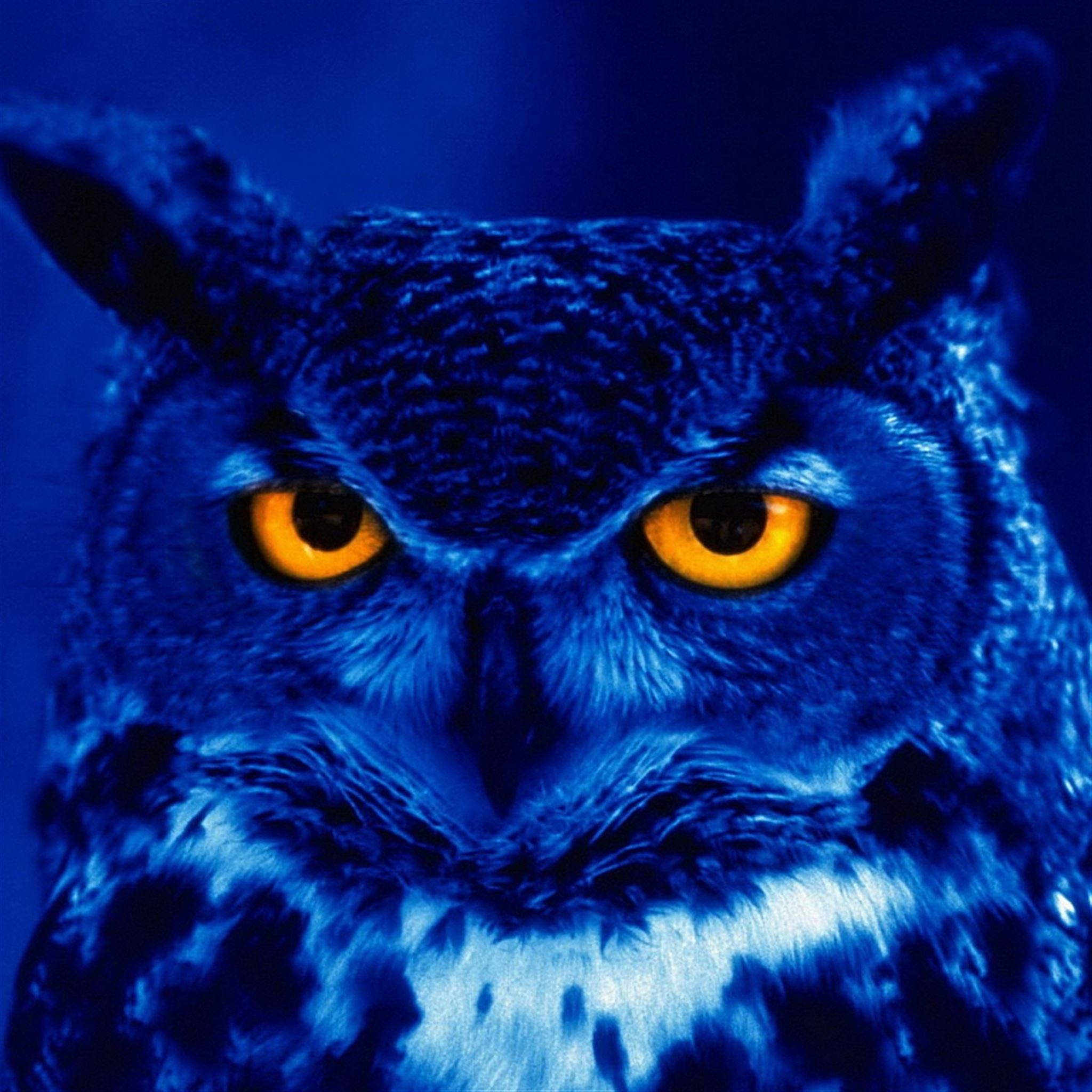 Best Owl iPad HD Wallpaper