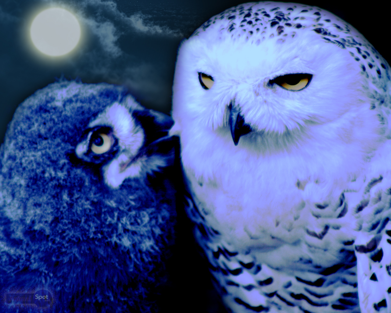 Owl Wallpaper