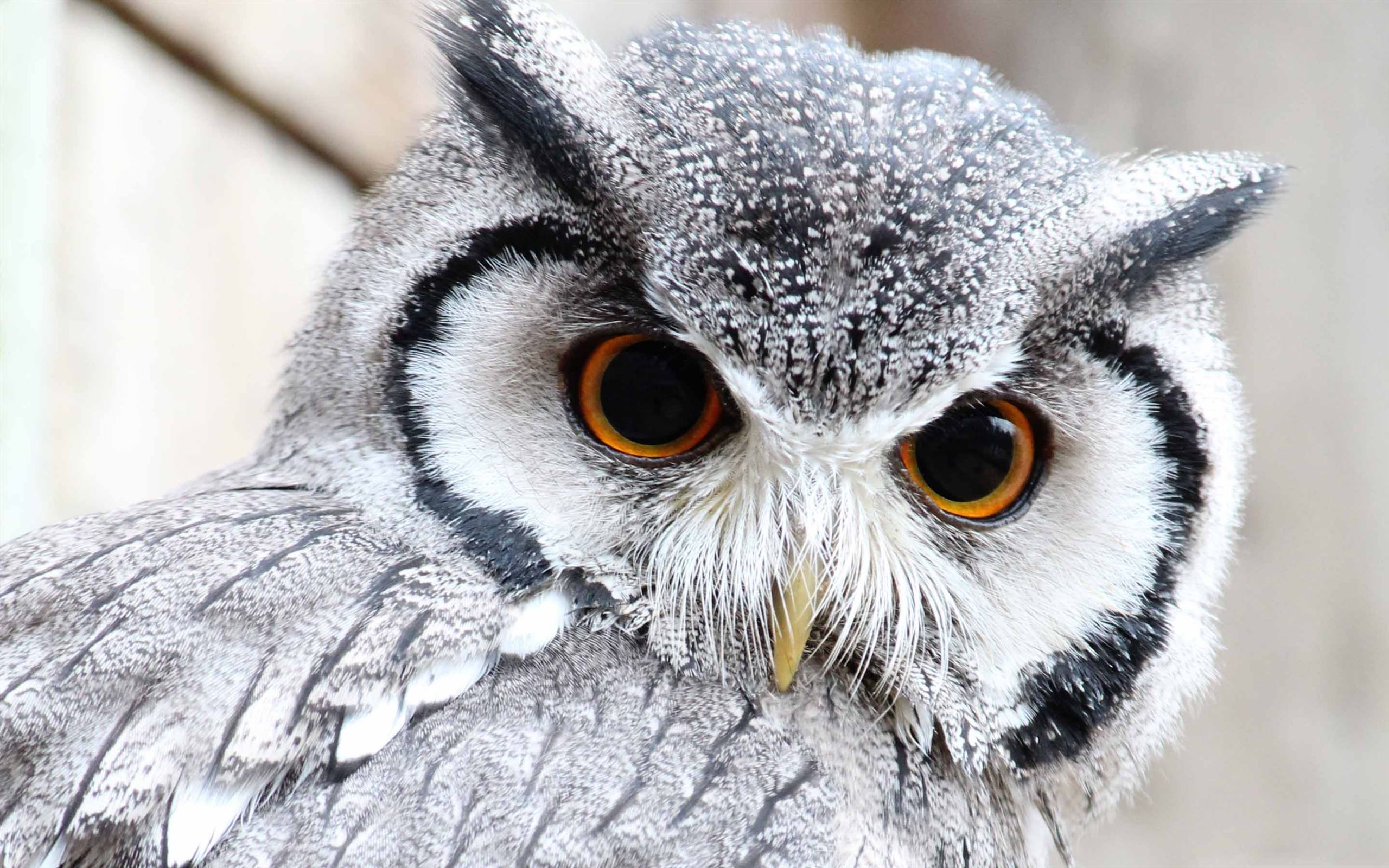 Cute Owl MacBook Air Wallpaper Download