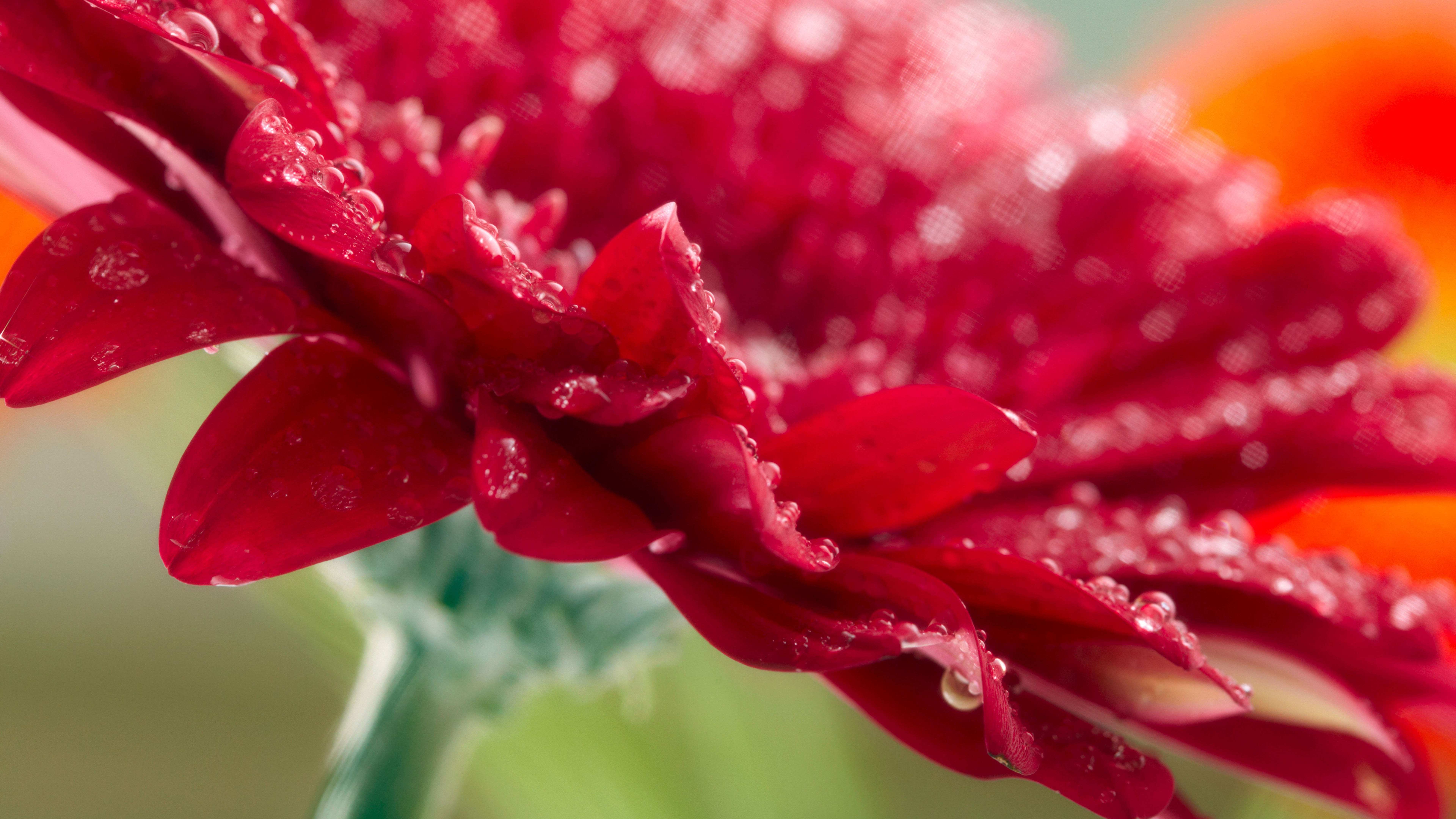 Wallpaper Gerbera, 5k, 4k wallpaper, 8k, dew, drops, red, Nature