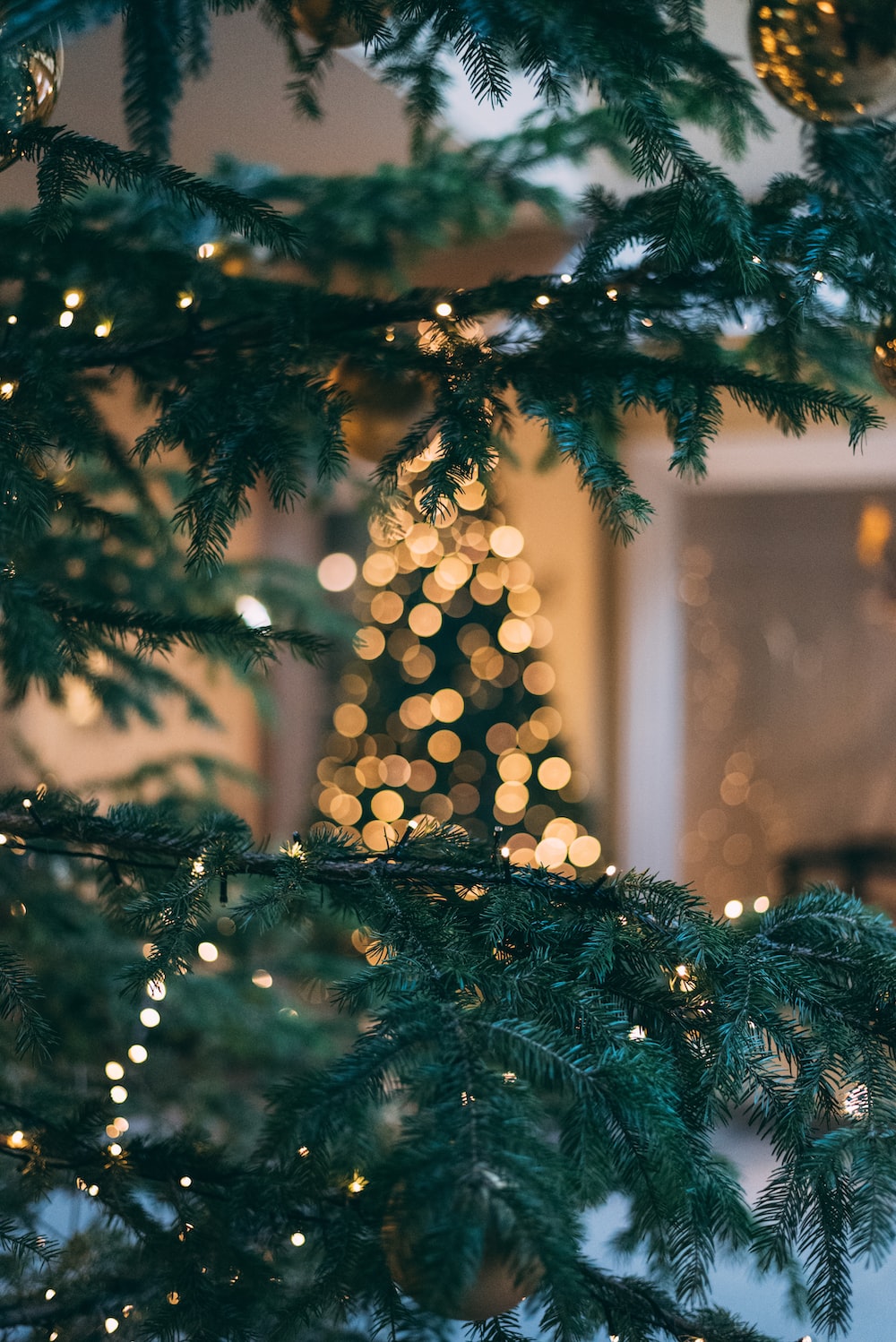 closeup photo of green Christmas tree photo