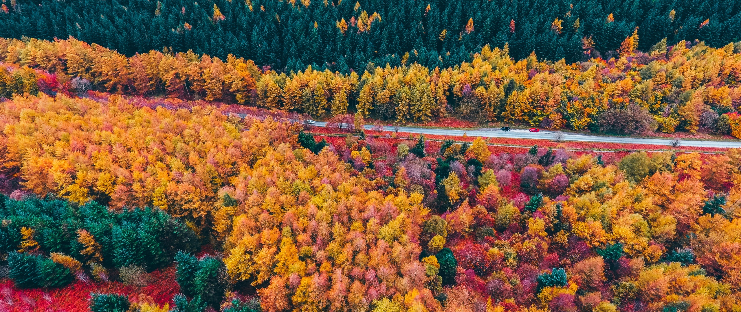 Autumn Forest Wallpaper 4K, Drone photo