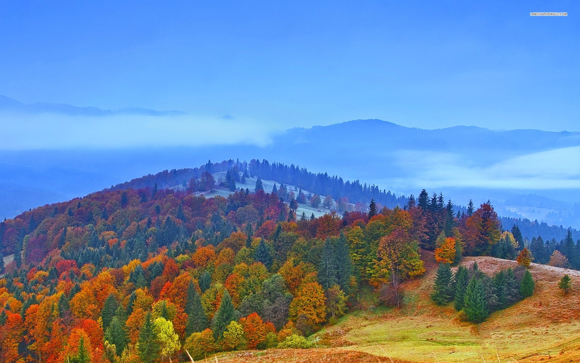 Foggy Autumn Forest & Sky wallpaper. Foggy Autumn Forest & Sky