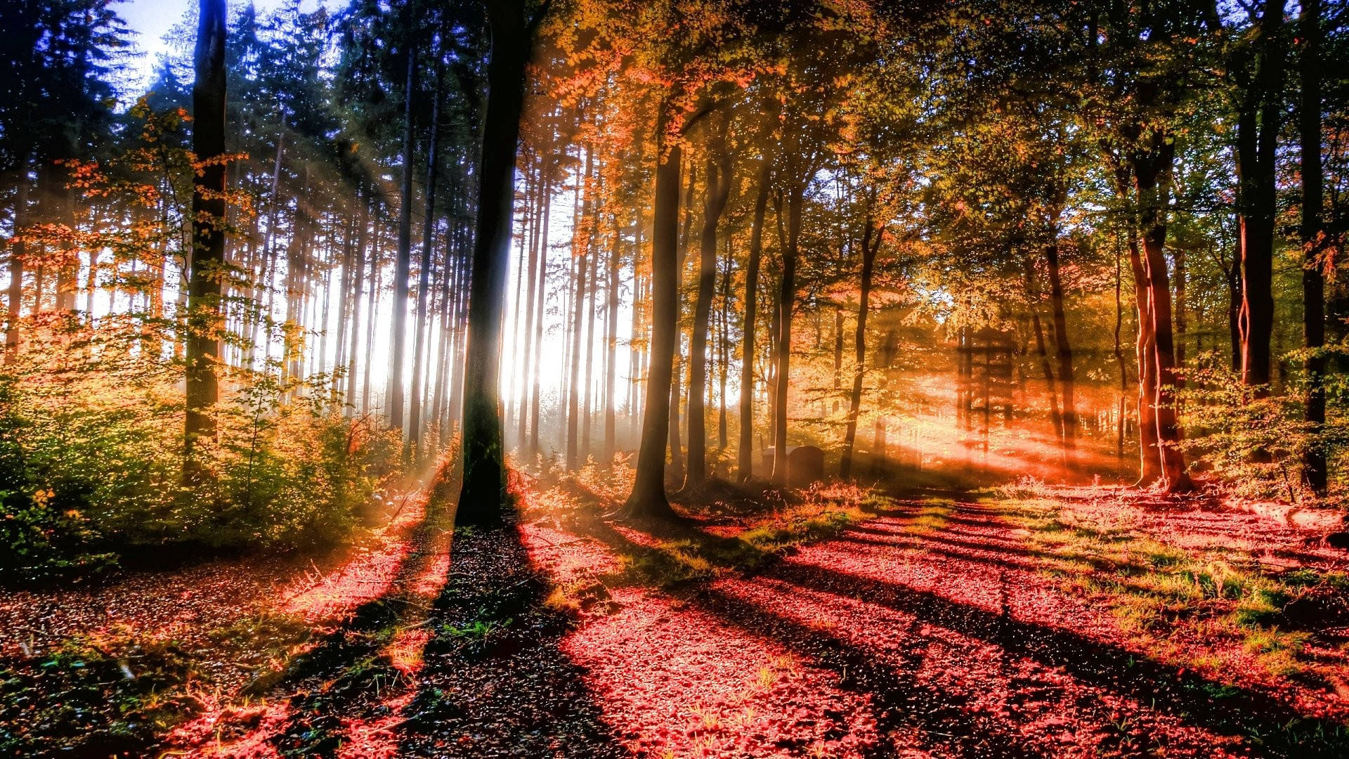 Download Forest View With Shining Sunlight Wallpaper