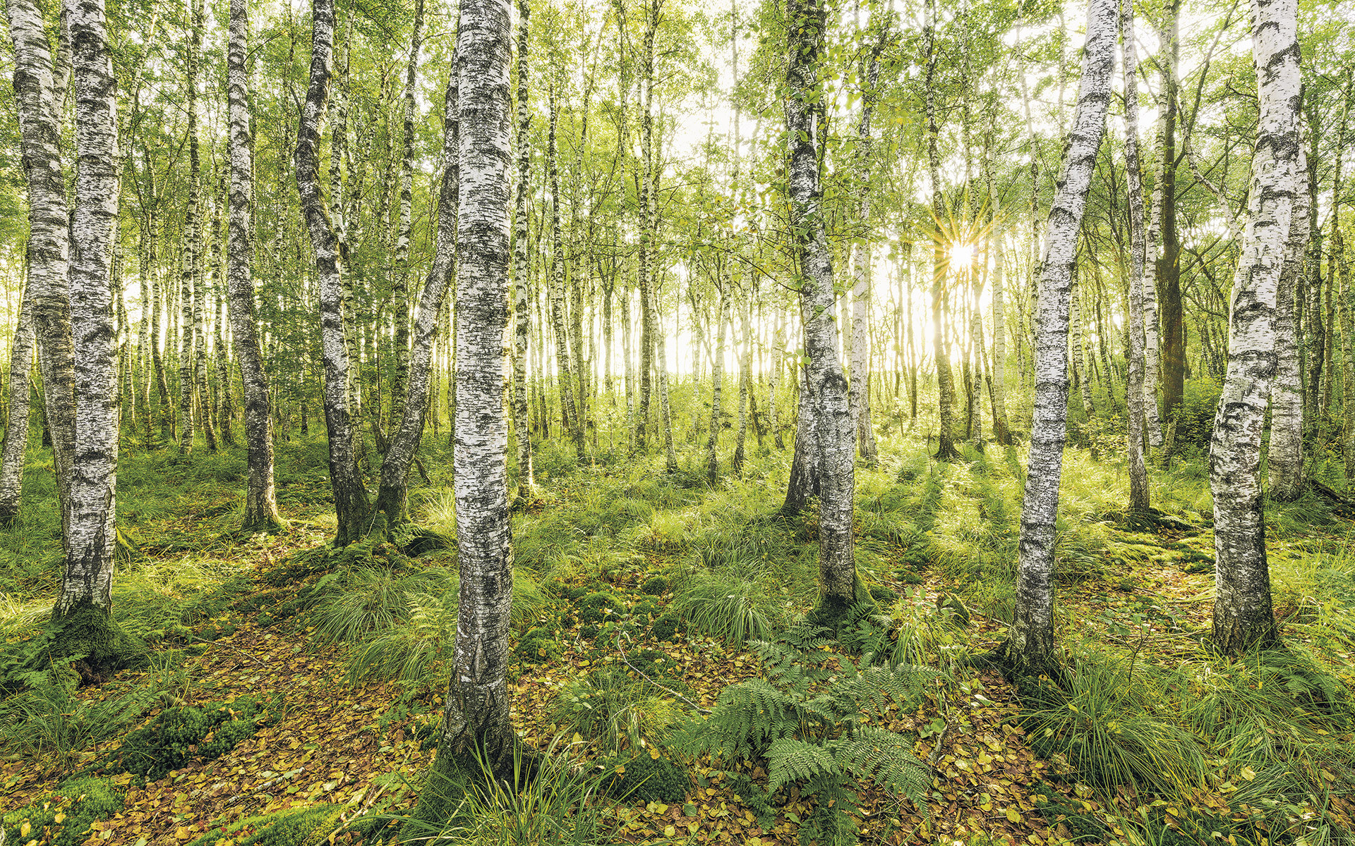 Photomurals. Digital print photomural Birch Trees
